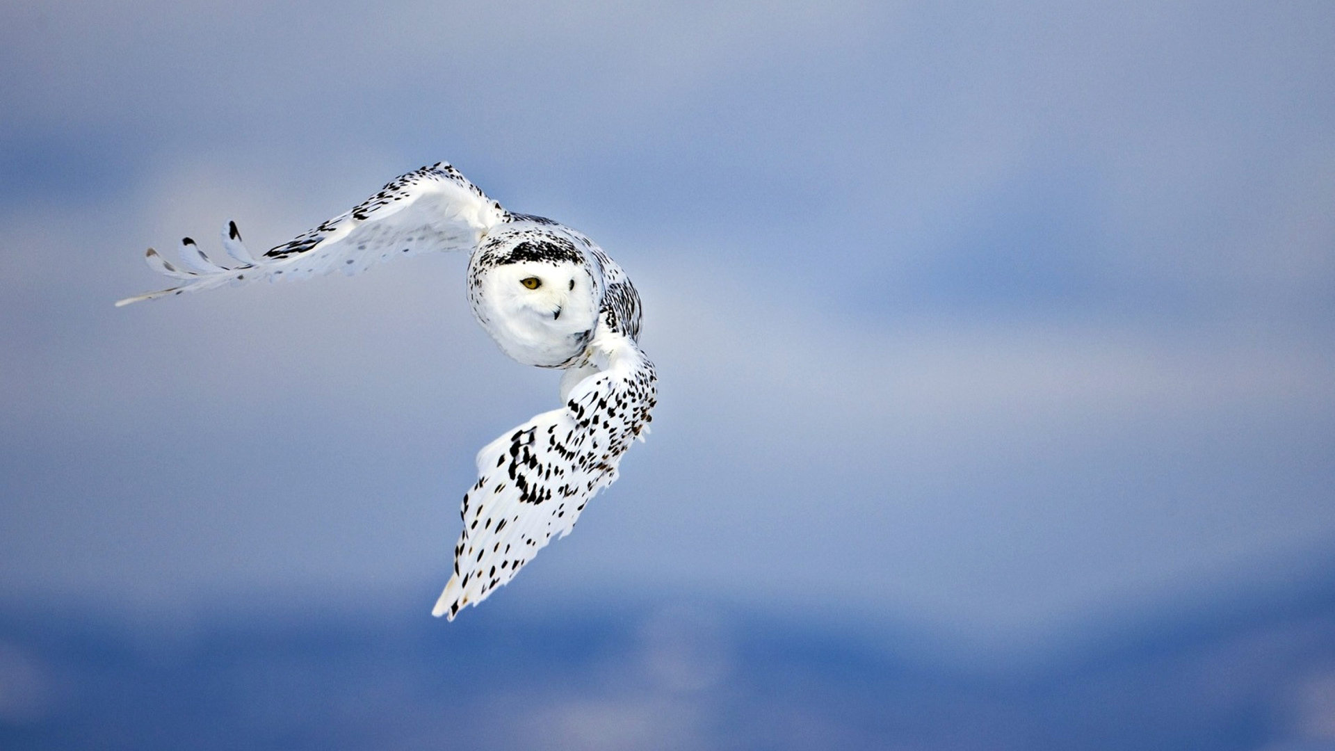 Awesome Snowy Owl free background ID:26808 for hd 1920x1080 desktop