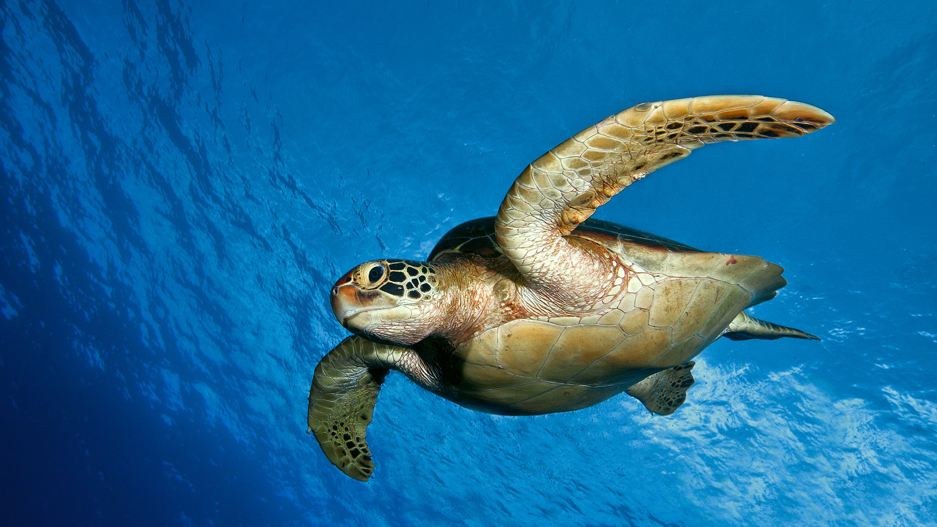 Free Turtle high quality background ID:29907 for full hd 1080p PC