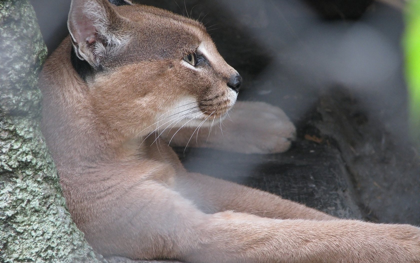 High resolution Cougar hd 1680x1050 background ID:81780 for PC