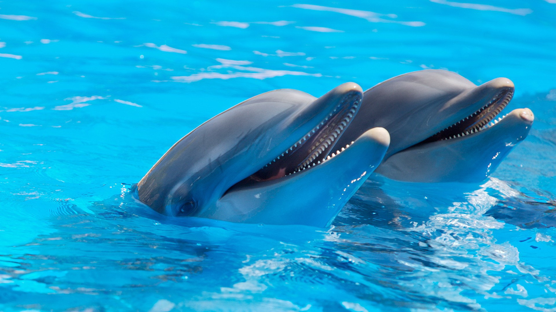 Free Dolphin high quality background ID:248308 for full hd 1080p desktop