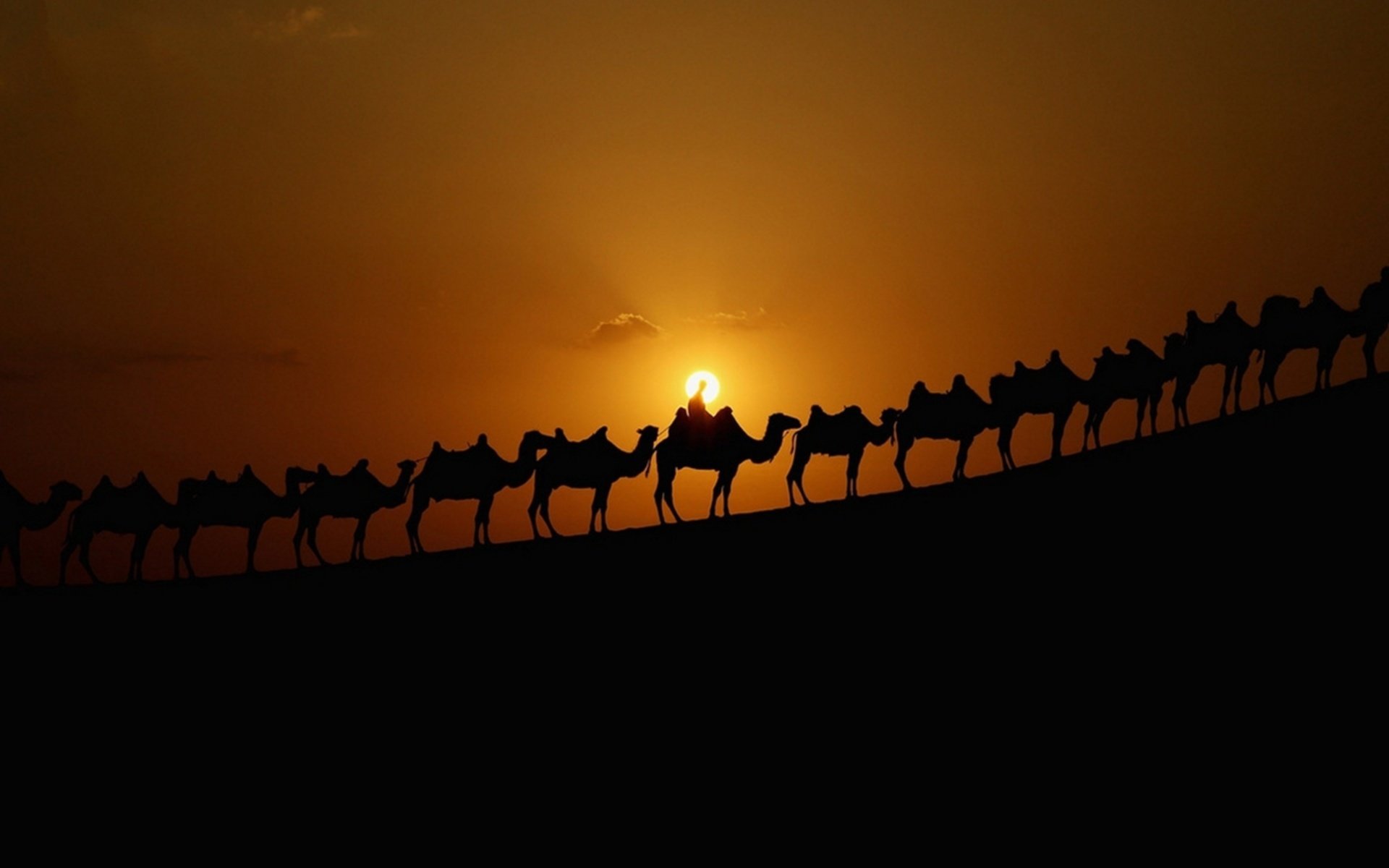 Awesome Camel free background ID:123449 for hd 1920x1200 PC