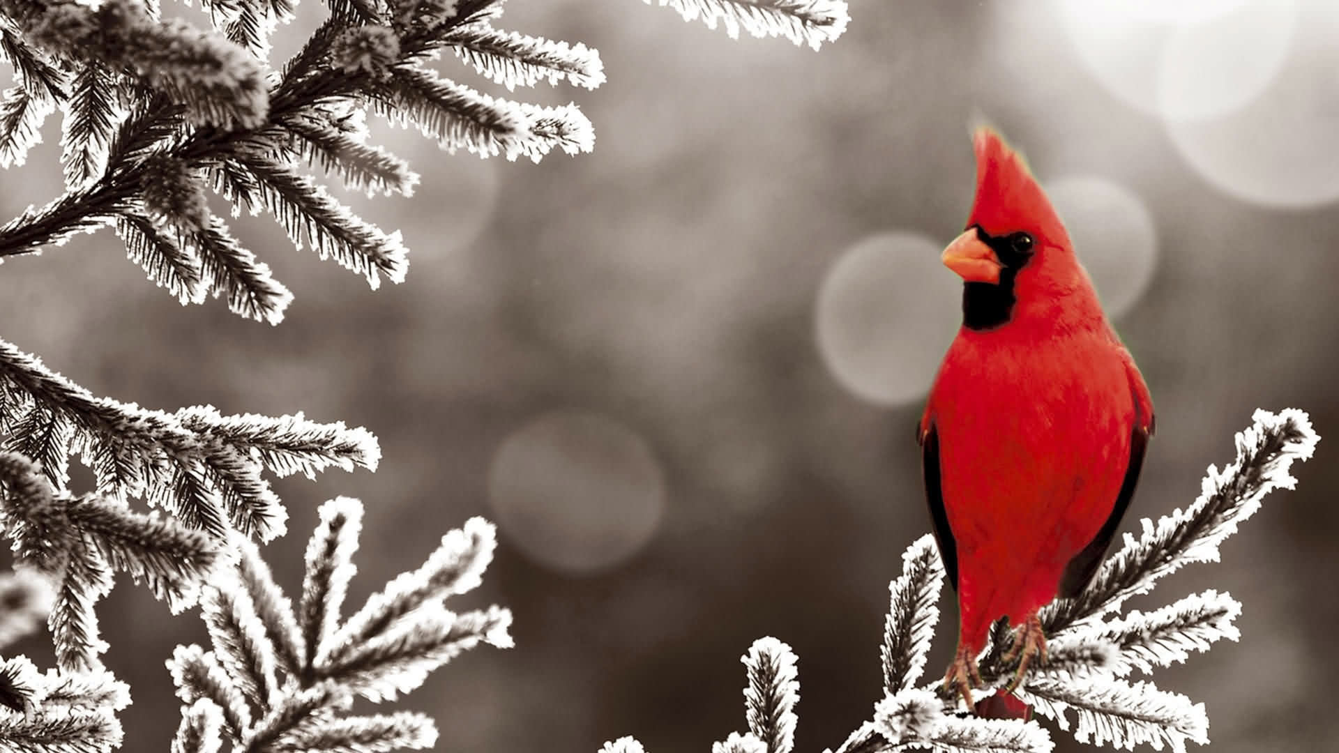High resolution Cardinal hd 1080p background ID:24685 for PC