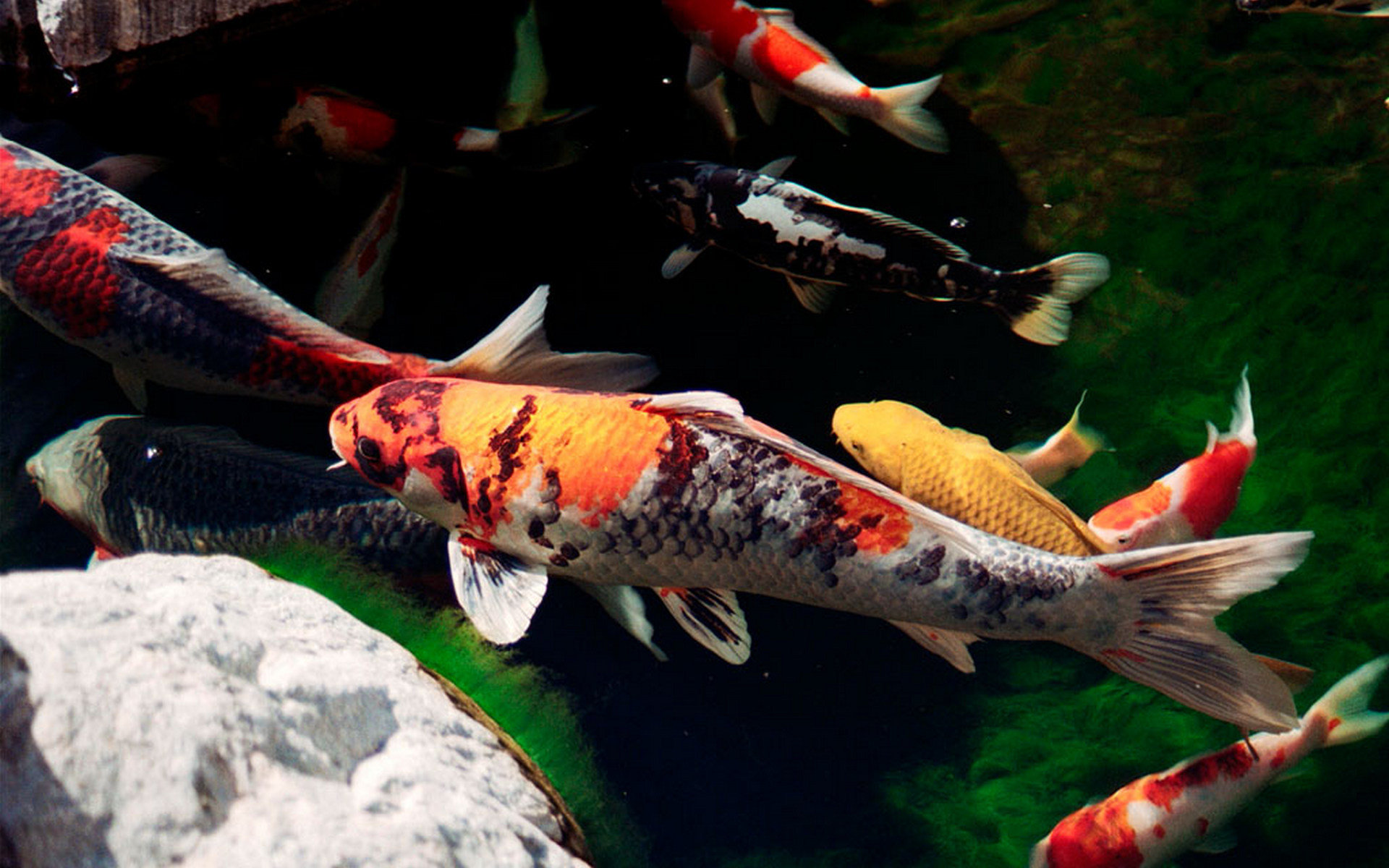 Download hd 1920x1200 Koi PC background ID:134433 for free