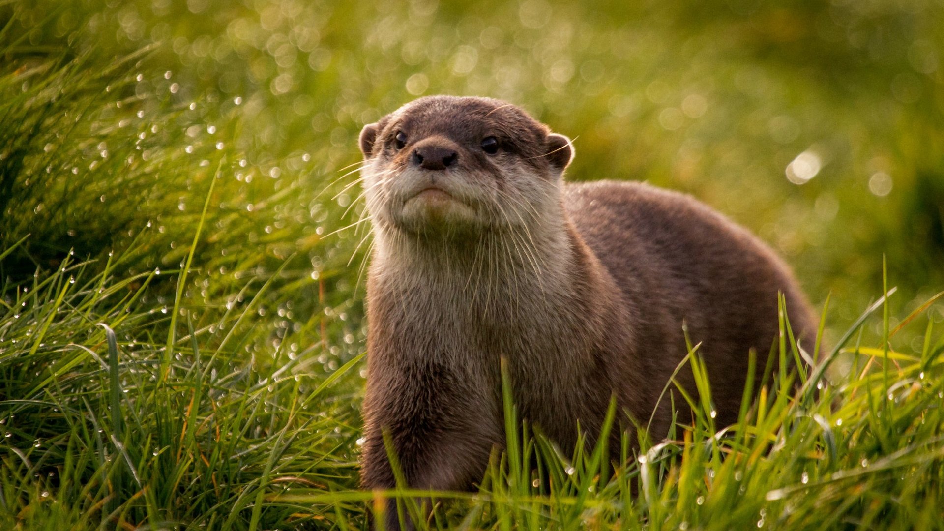 High resolution Otter hd 1080p background ID:207613 for PC