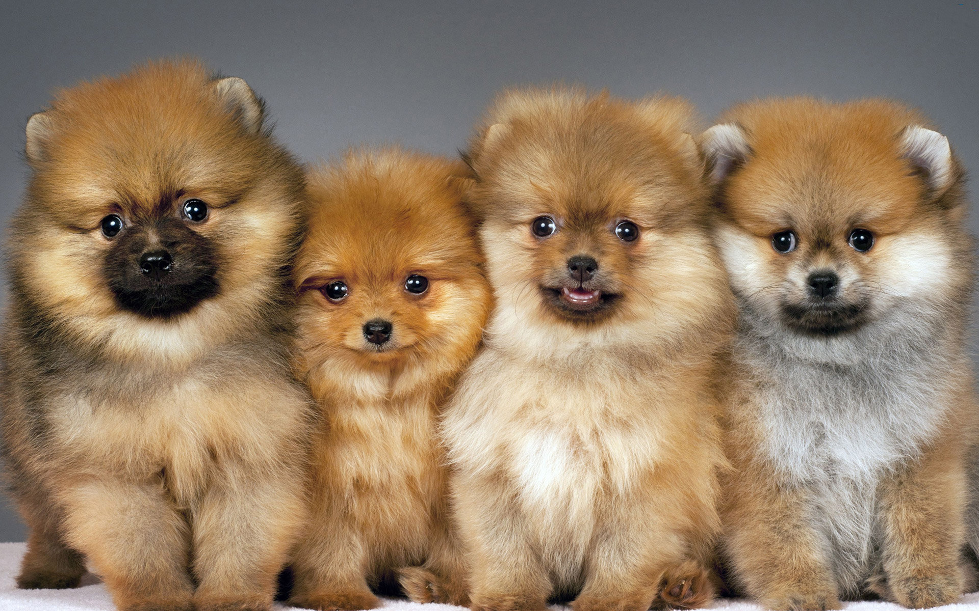 Download hd 1920x1200 Pomeranian computer background ID:184947 for free