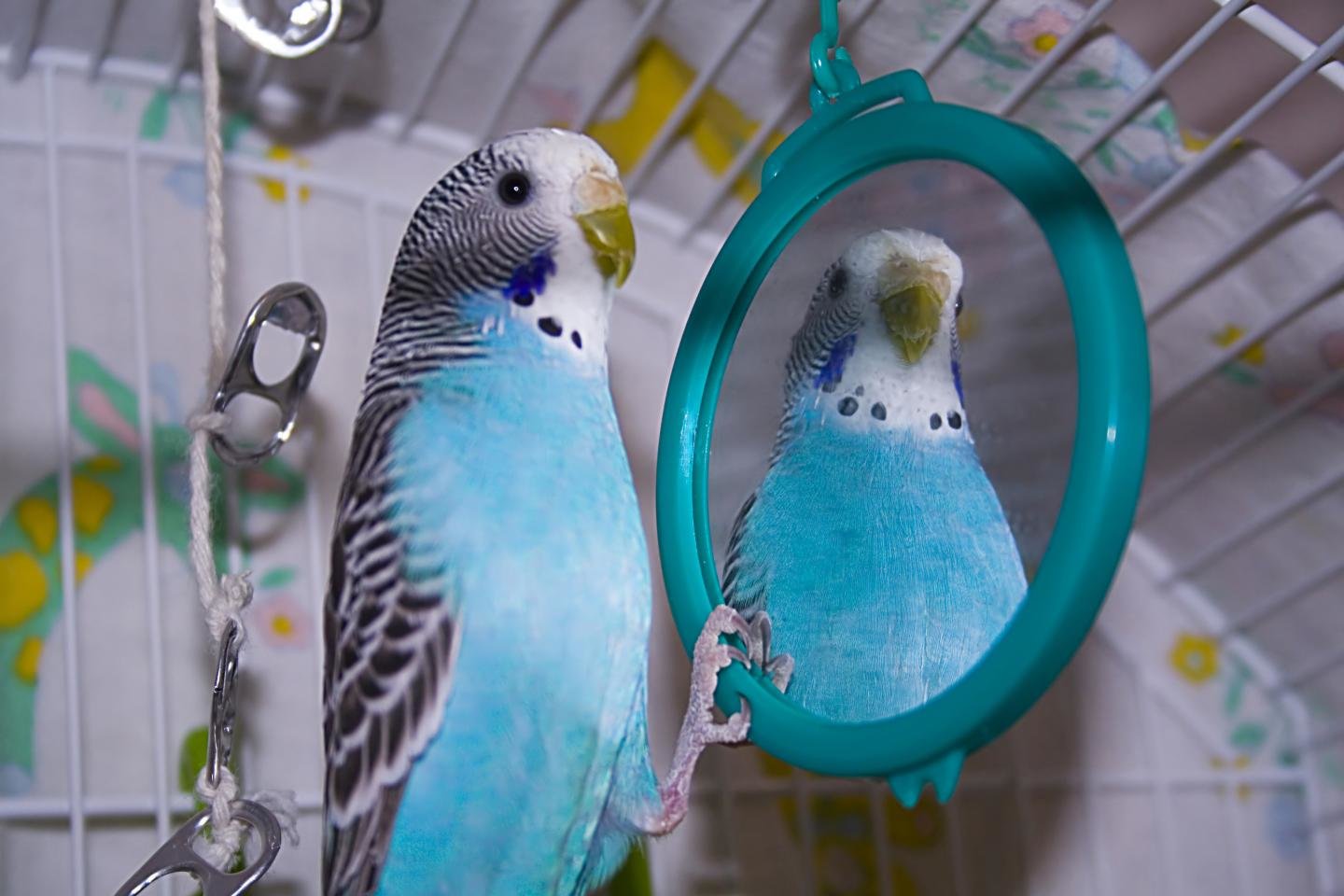 Awesome Budgerigar free background ID:32570 for hd 1440x960 PC