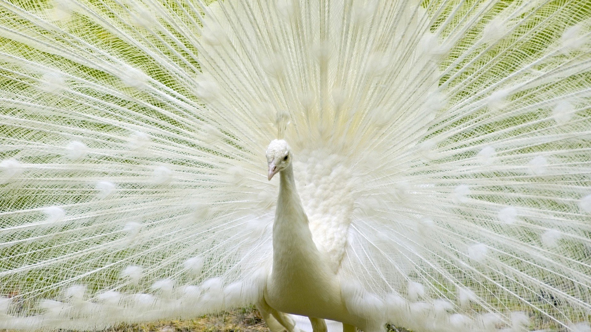 Best Peacock background ID:151802 for High Resolution full hd 1920x1080 computer