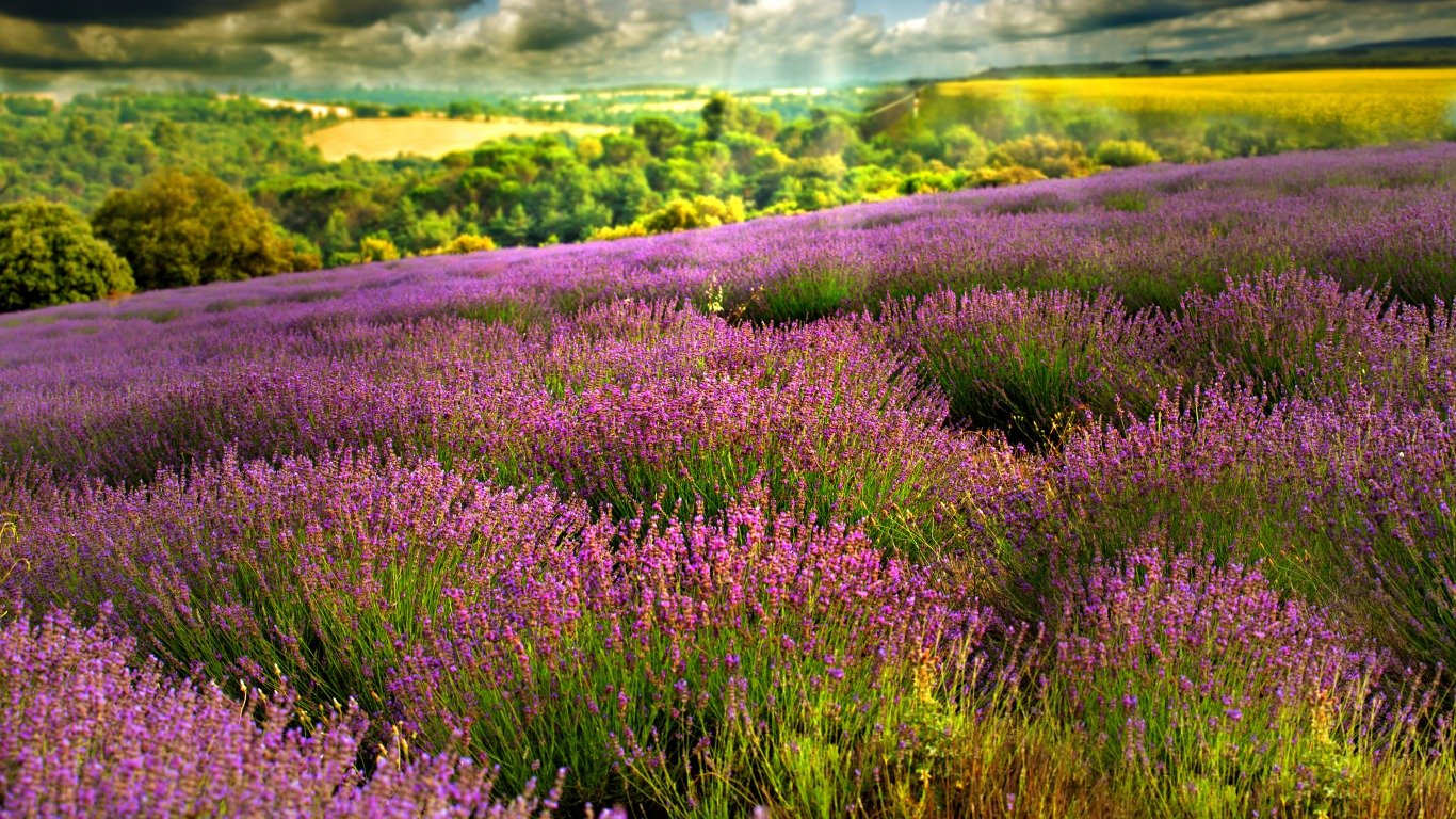 Awesome Lavender free background ID:67449 for laptop PC