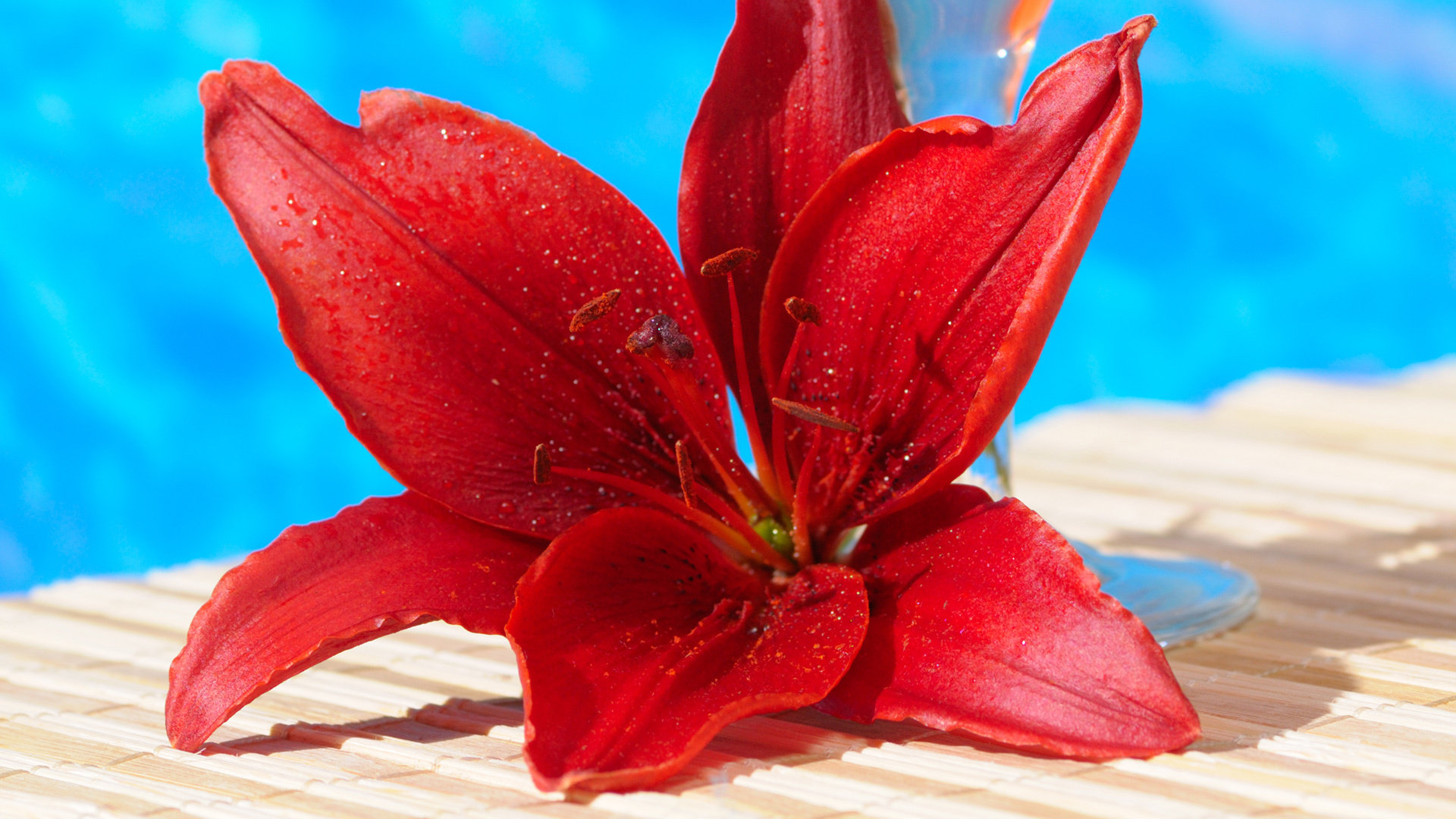 Awesome Lily free wallpaper ID:131993 for full hd PC