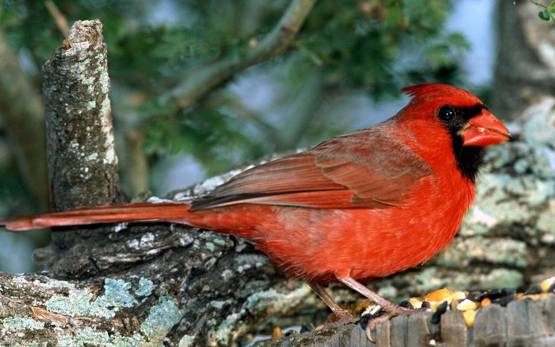 Awesome Cardinal free wallpaper ID:24668 for hd 1920x1200 PC