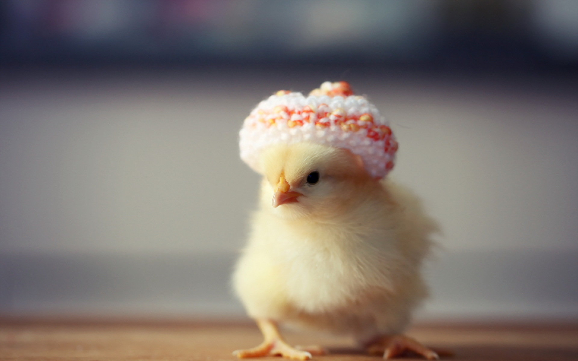 High resolution Chicken hd 1920x1200 wallpaper ID:240233 for PC