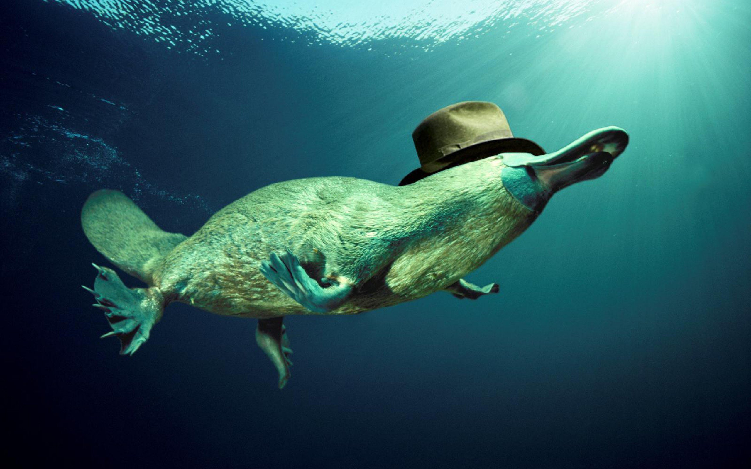 Best Platypus wallpaper ID:274585 for High Resolution hd 2560x1600 computer