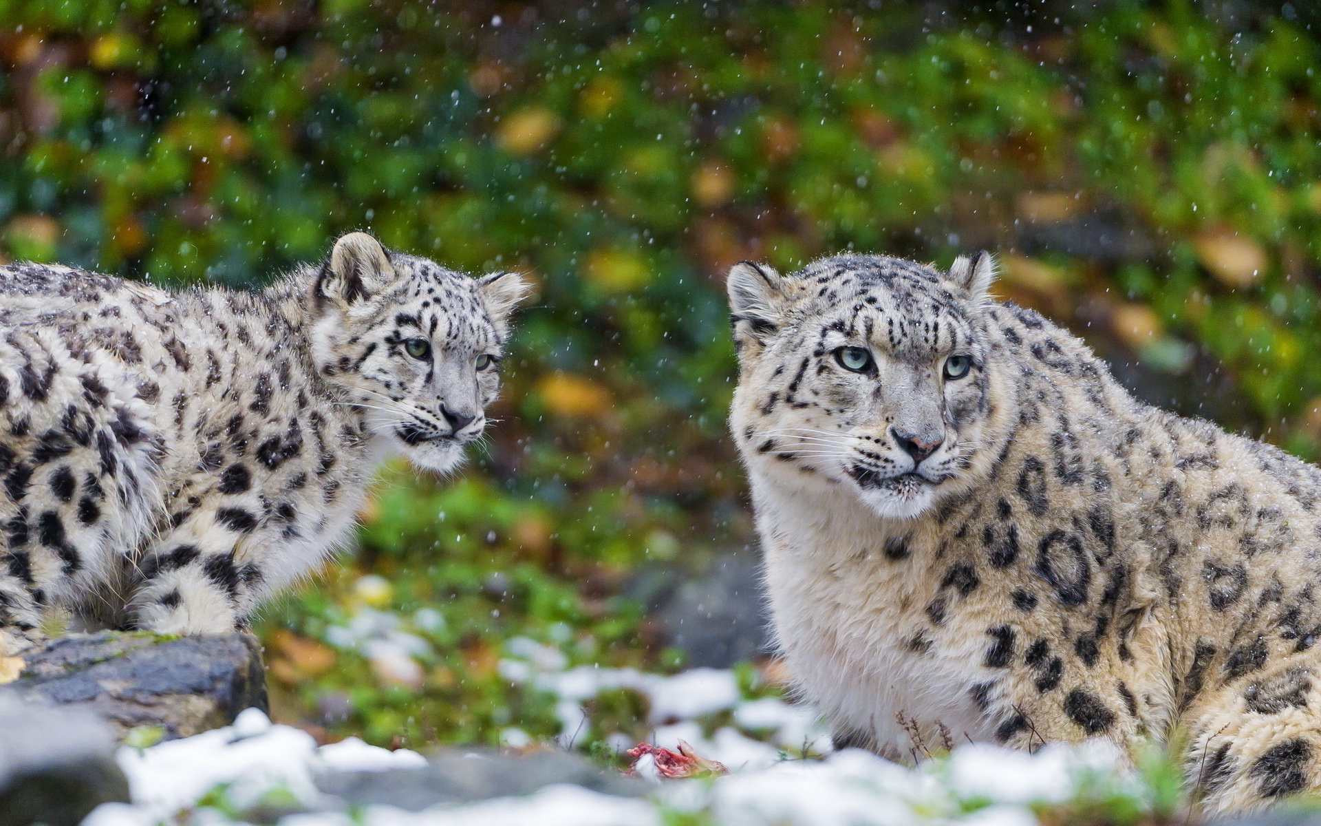 Awesome Snow Leopard free wallpaper ID:34317 for hd 1920x1200 computer