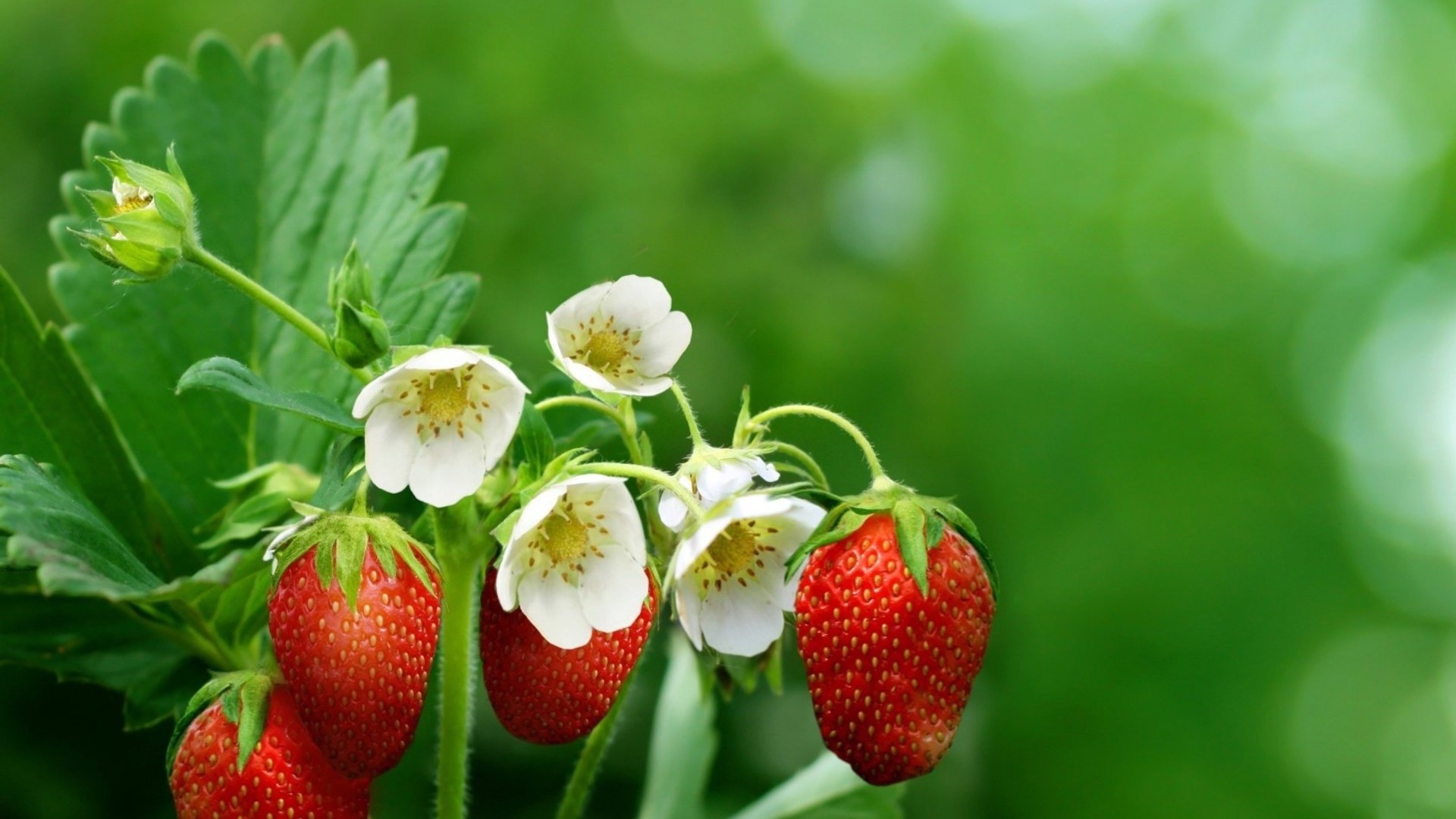 Awesome Strawberry free background ID:90878 for full hd desktop