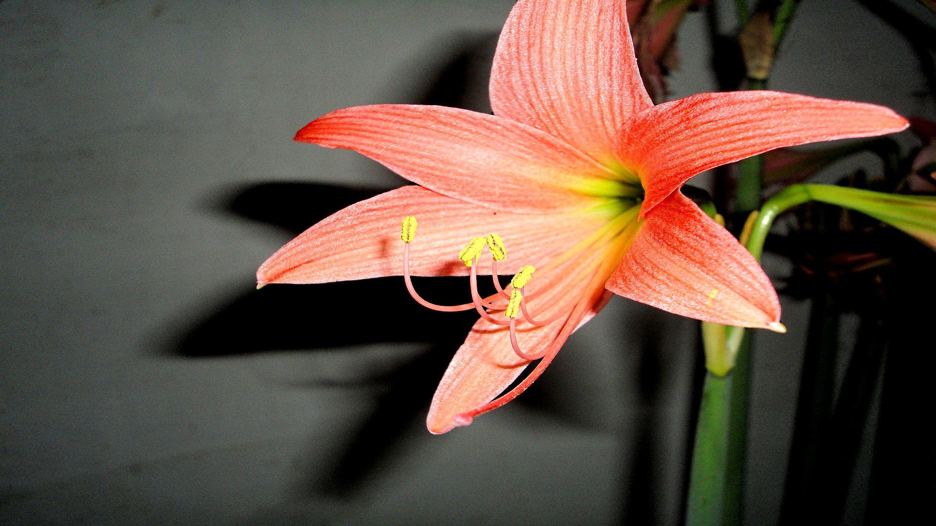 Download 1080p Lily desktop background ID:132105 for free