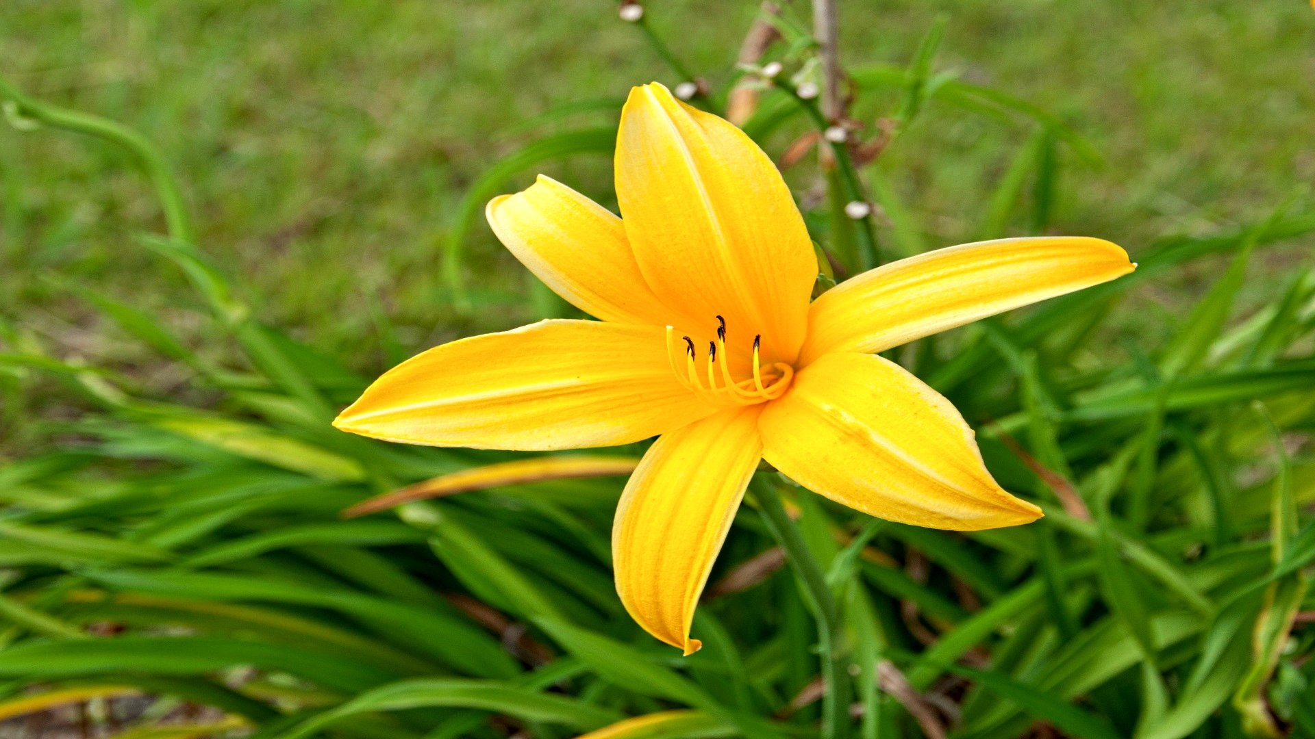 Free Lily high quality background ID:132102 for hd 1080p PC