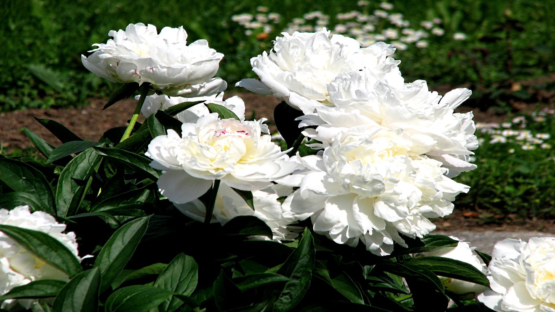 High resolution Peony hd 1920x1080 background ID:131528 for PC