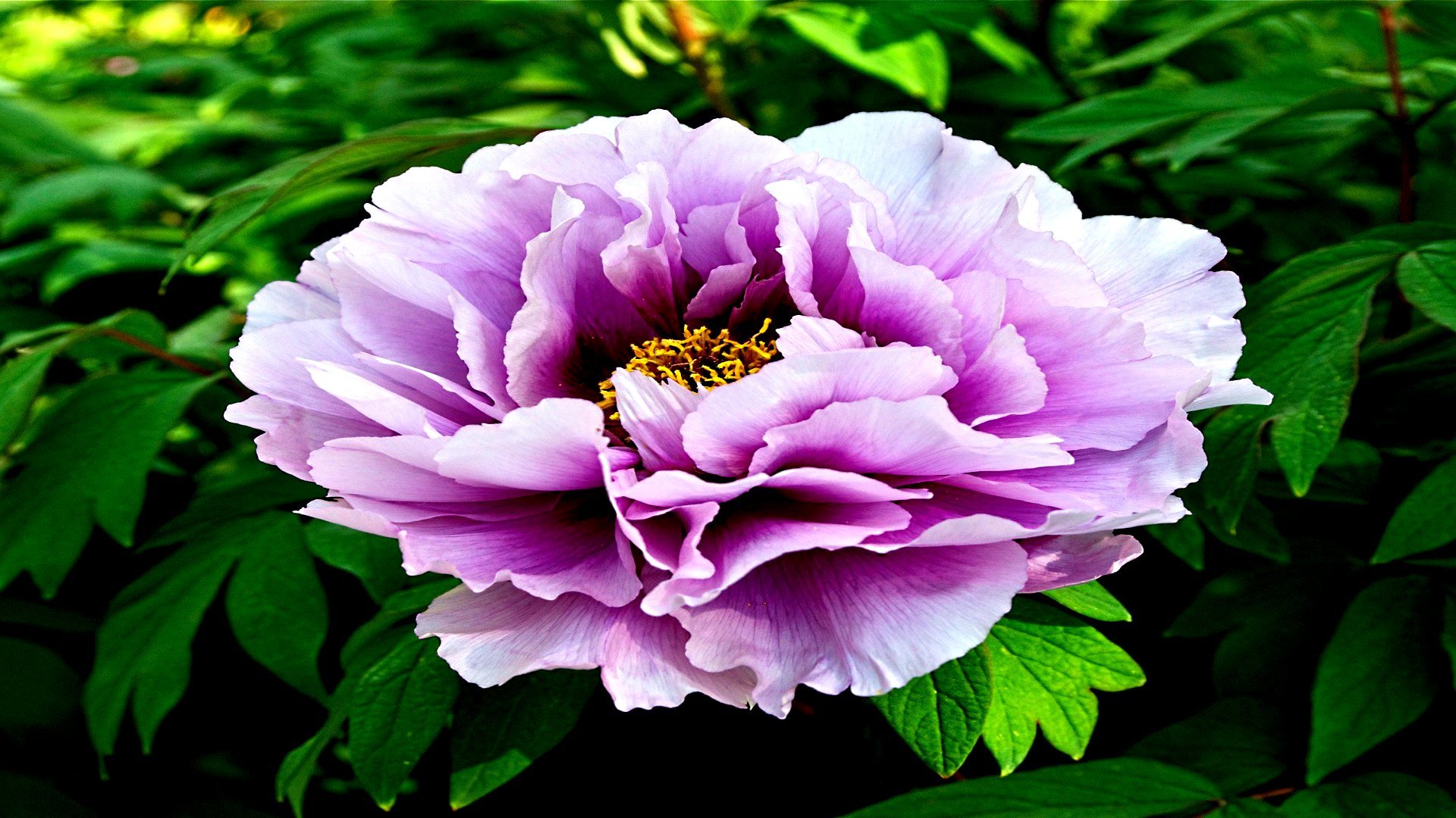 Free Peony high quality wallpaper ID:131526 for full hd 1080p computer