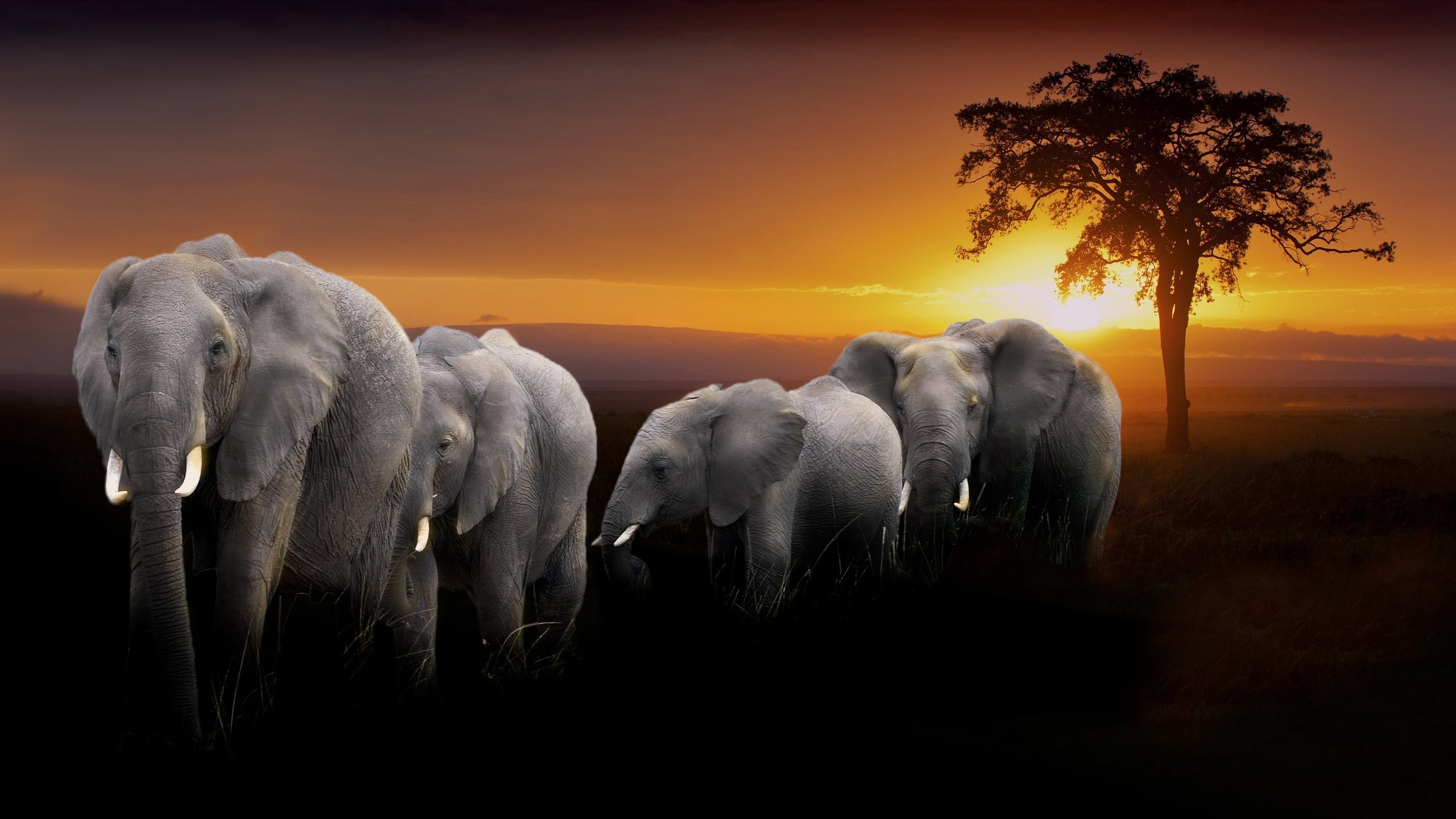 High resolution Elephant hd 2560x1440 background ID:132856 for PC