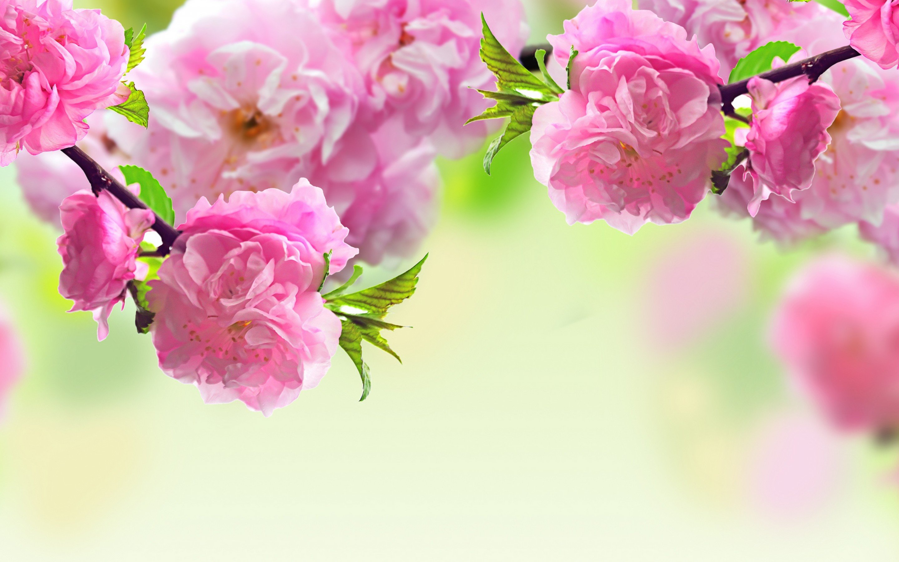 Awesome Sakura tree (Cherry Blossom) free background ID:250042 for hd 2880x1800 computer