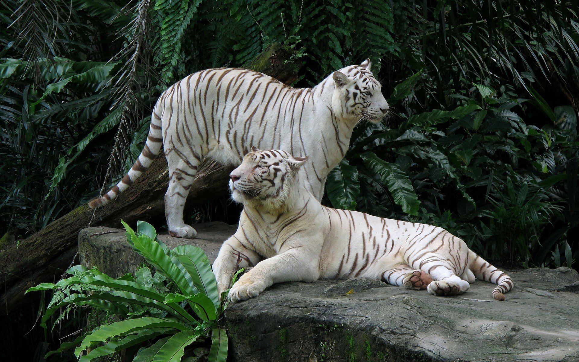 Best White Tiger wallpaper ID:174853 for High Resolution hd 1920x1200 computer