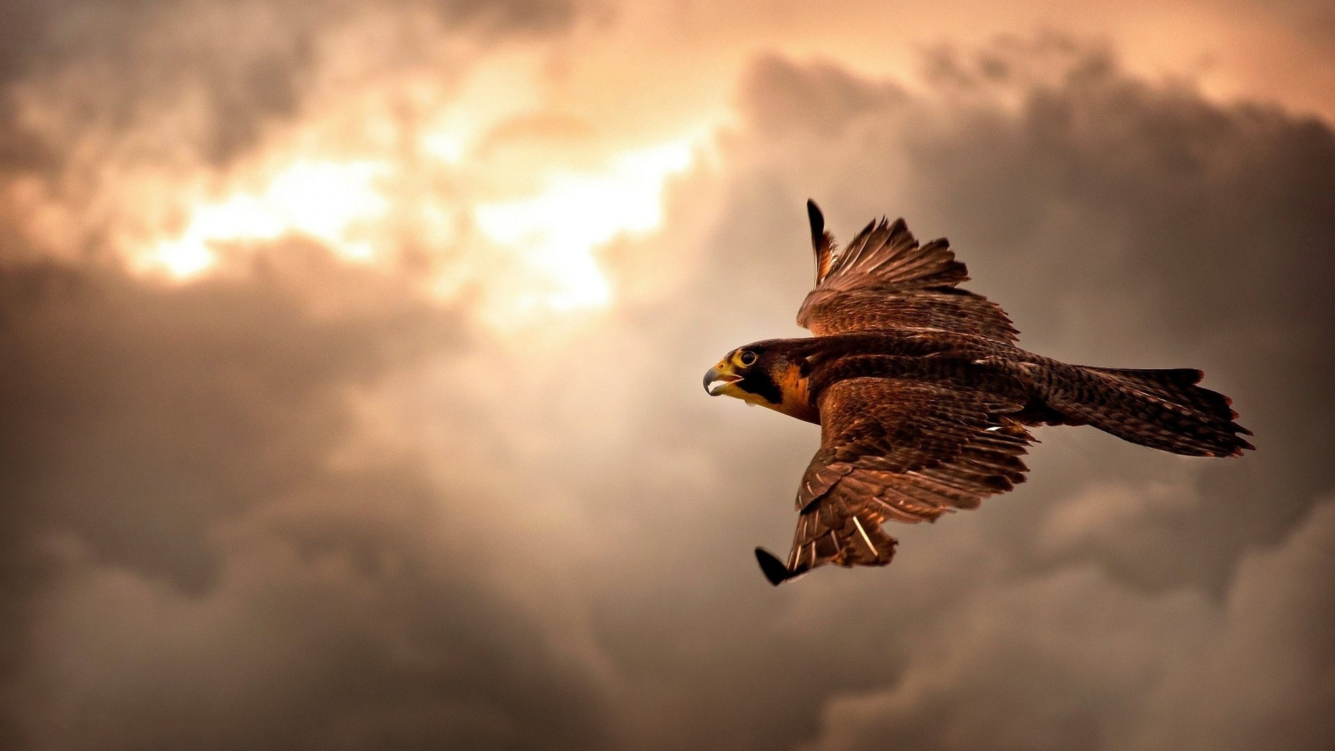 Best Falcon background ID:408499 for High Resolution 1080p PC