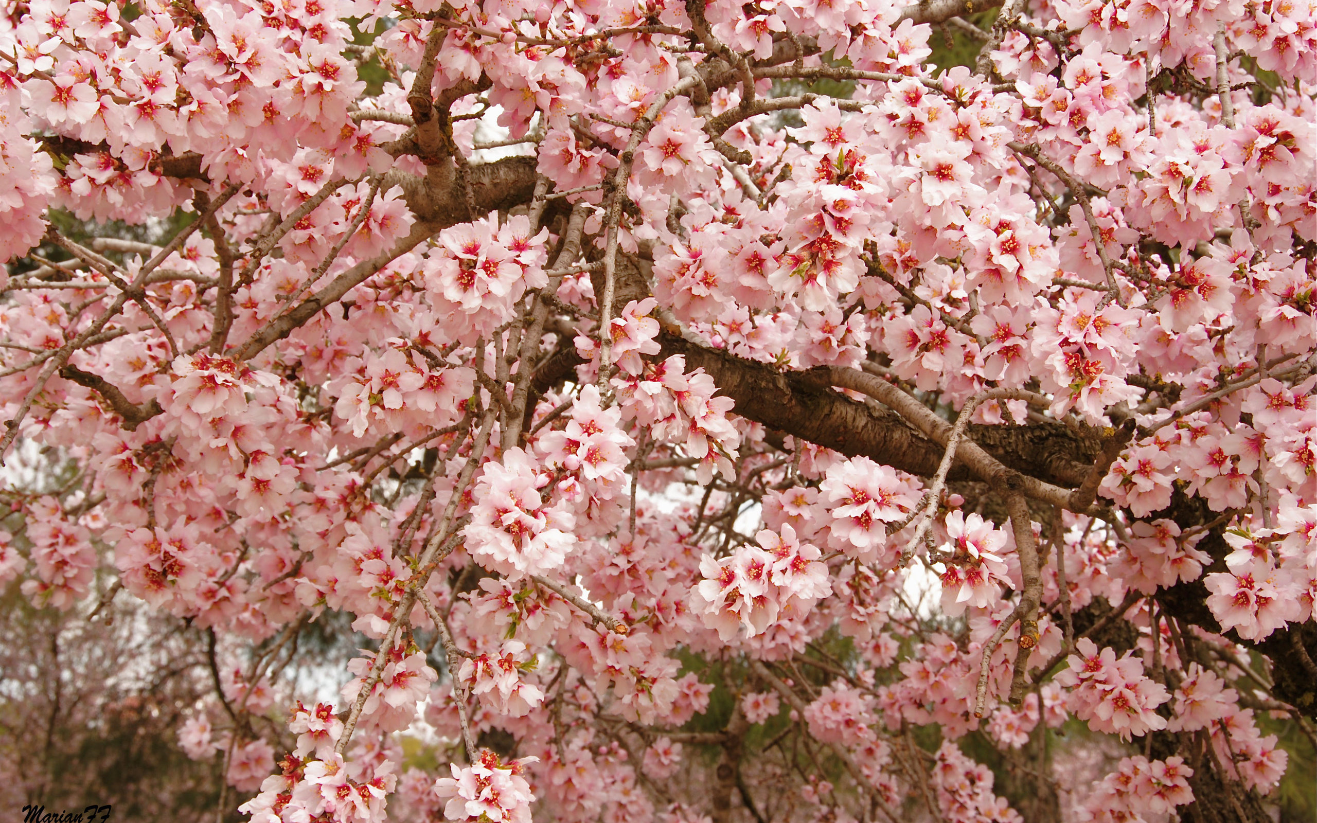 Free Sakura tree (Cherry Blossom) high quality wallpaper ID:250044 for hd 2560x1600 computer