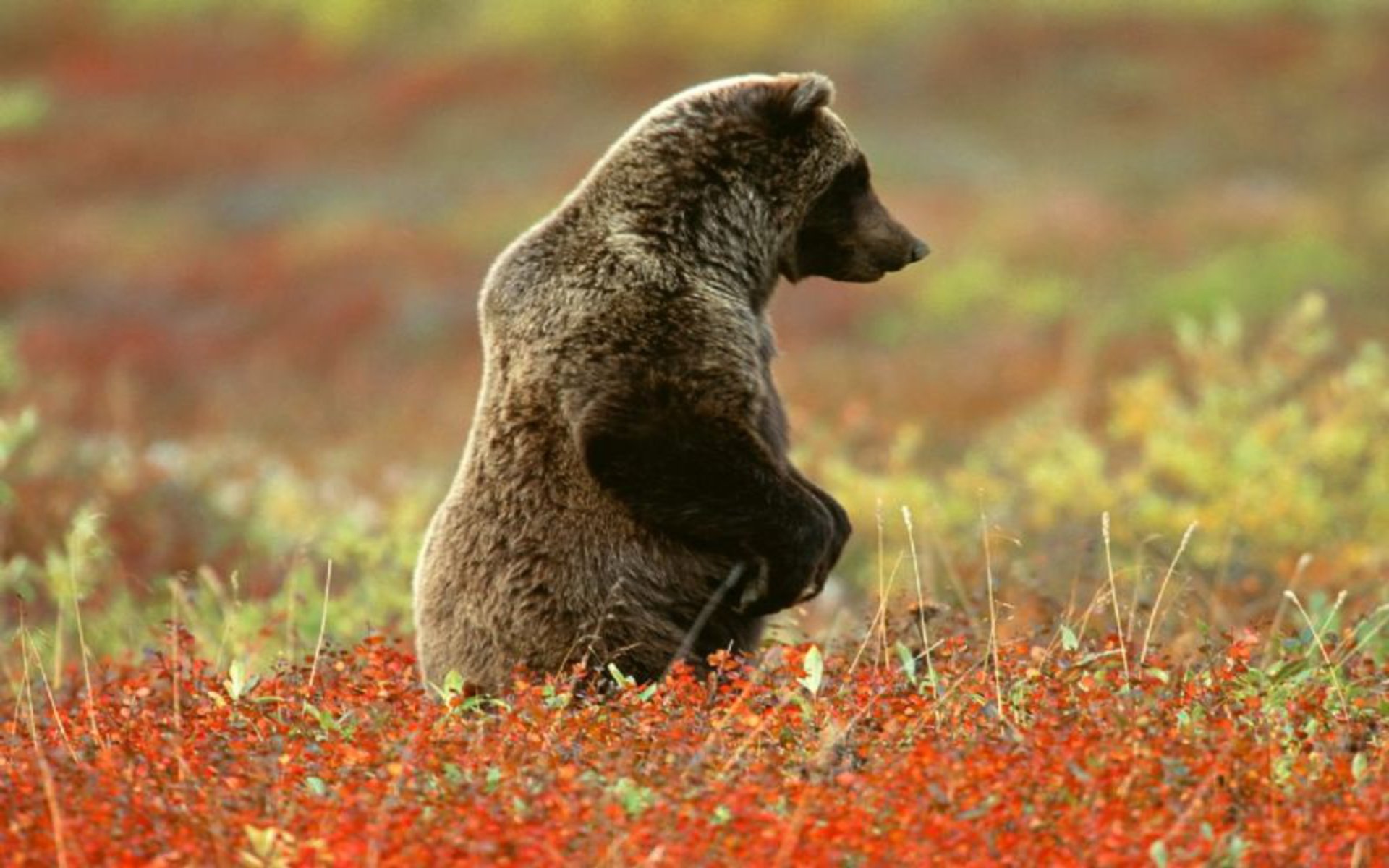 Awesome Bear free wallpaper ID:352895 for hd 1920x1200 computer