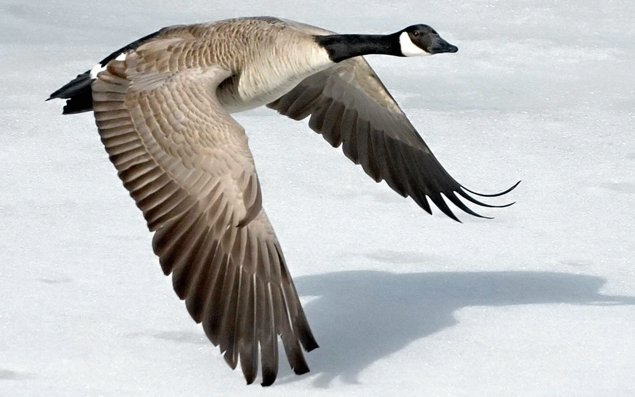 High resolution Goose hd 1280x800 background ID:142380 for PC