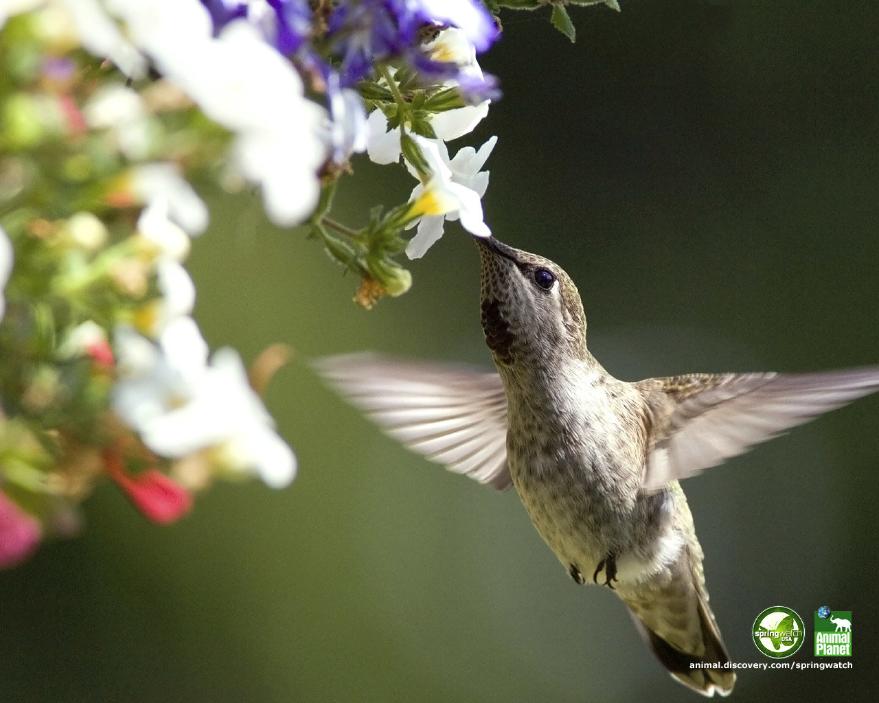 Free Hummingbird high quality background ID:215764 for hd 1280x1024 desktop