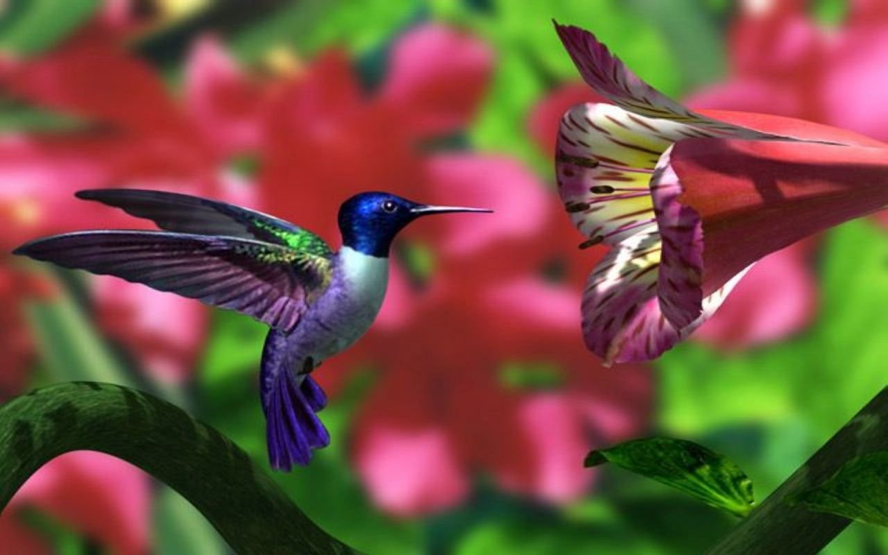 Best Hummingbird wallpaper ID:215637 for High Resolution hd 1280x800 PC