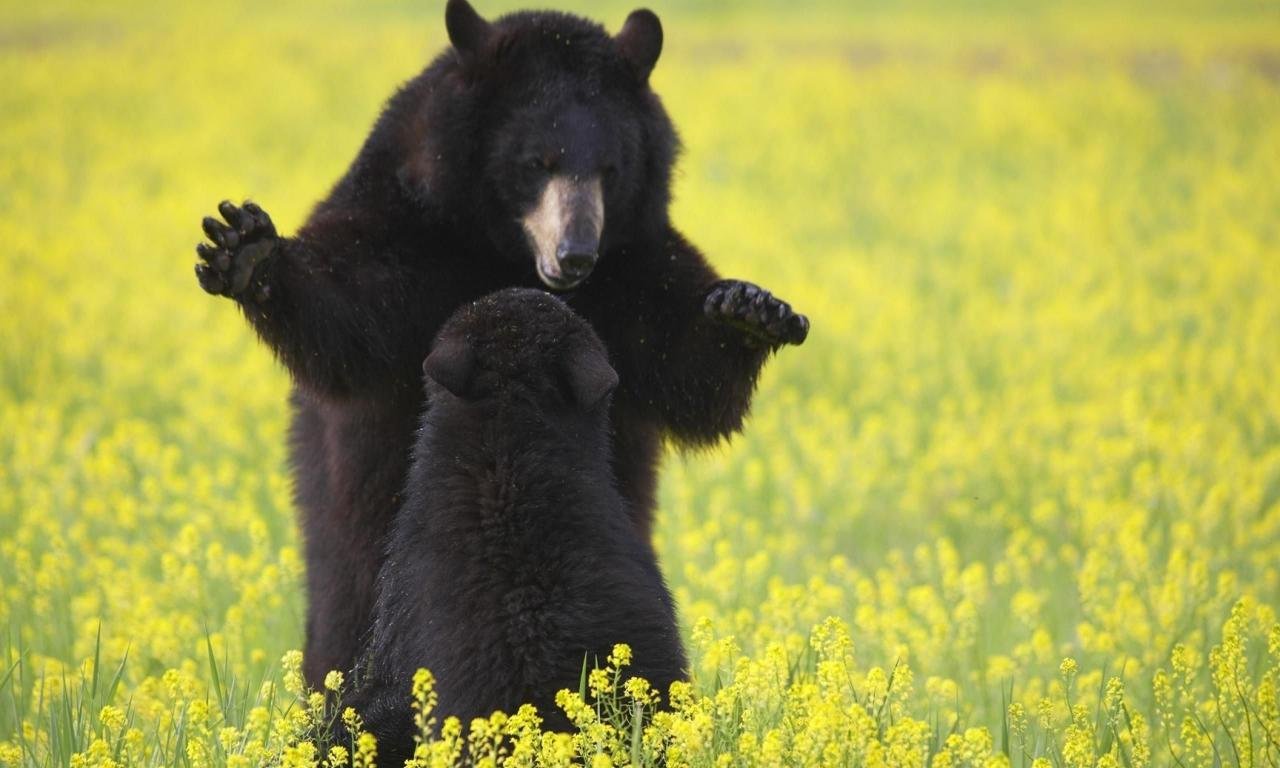 Awesome Bear free wallpaper ID:352680 for hd 1280x768 PC