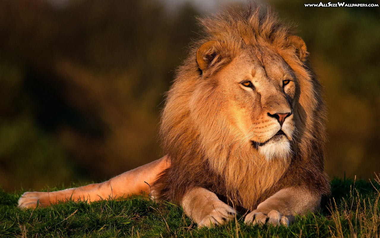 Free Lion high quality wallpaper ID:255246 for hd 1280x800 PC