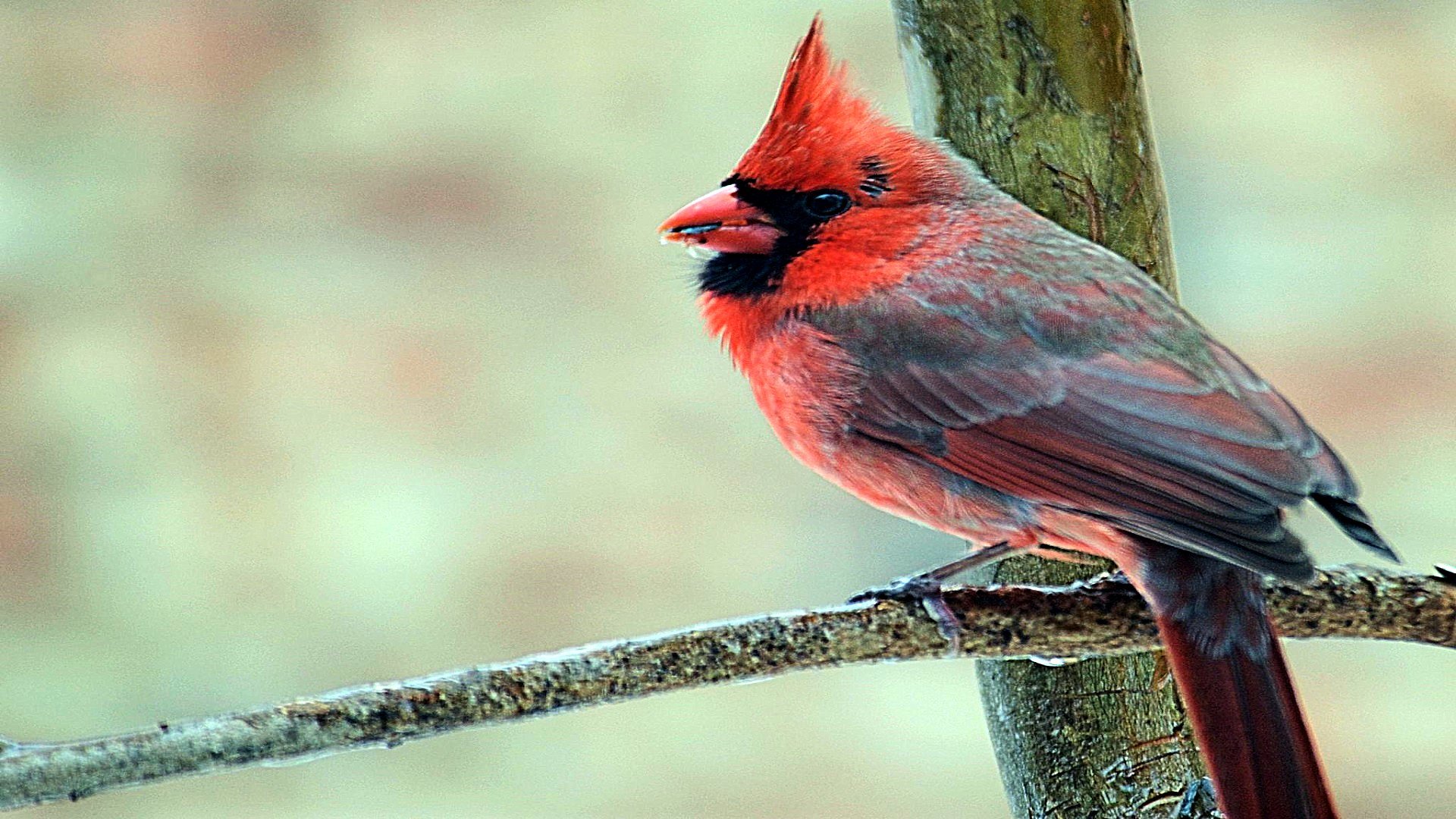 Free Cardinal high quality background ID:24705 for hd 1920x1080 computer