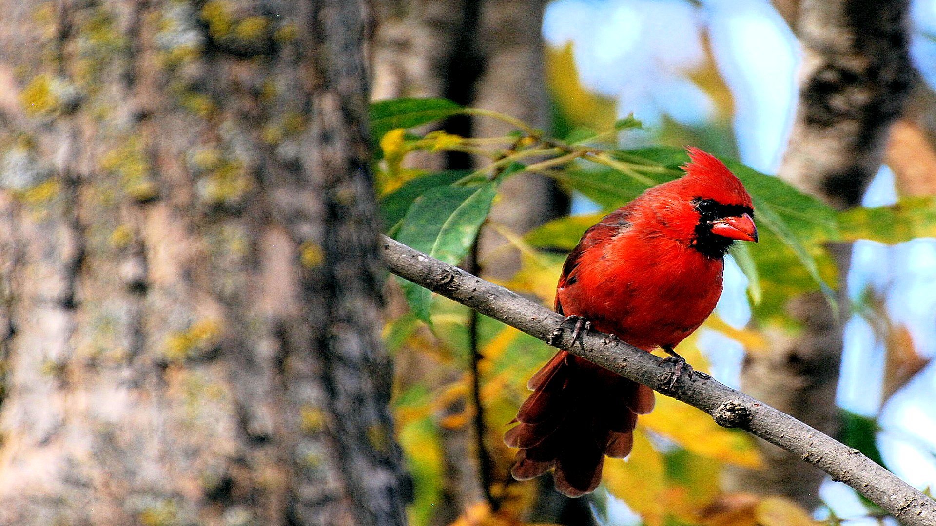 Awesome Cardinal free wallpaper ID:24706 for full hd 1080p PC