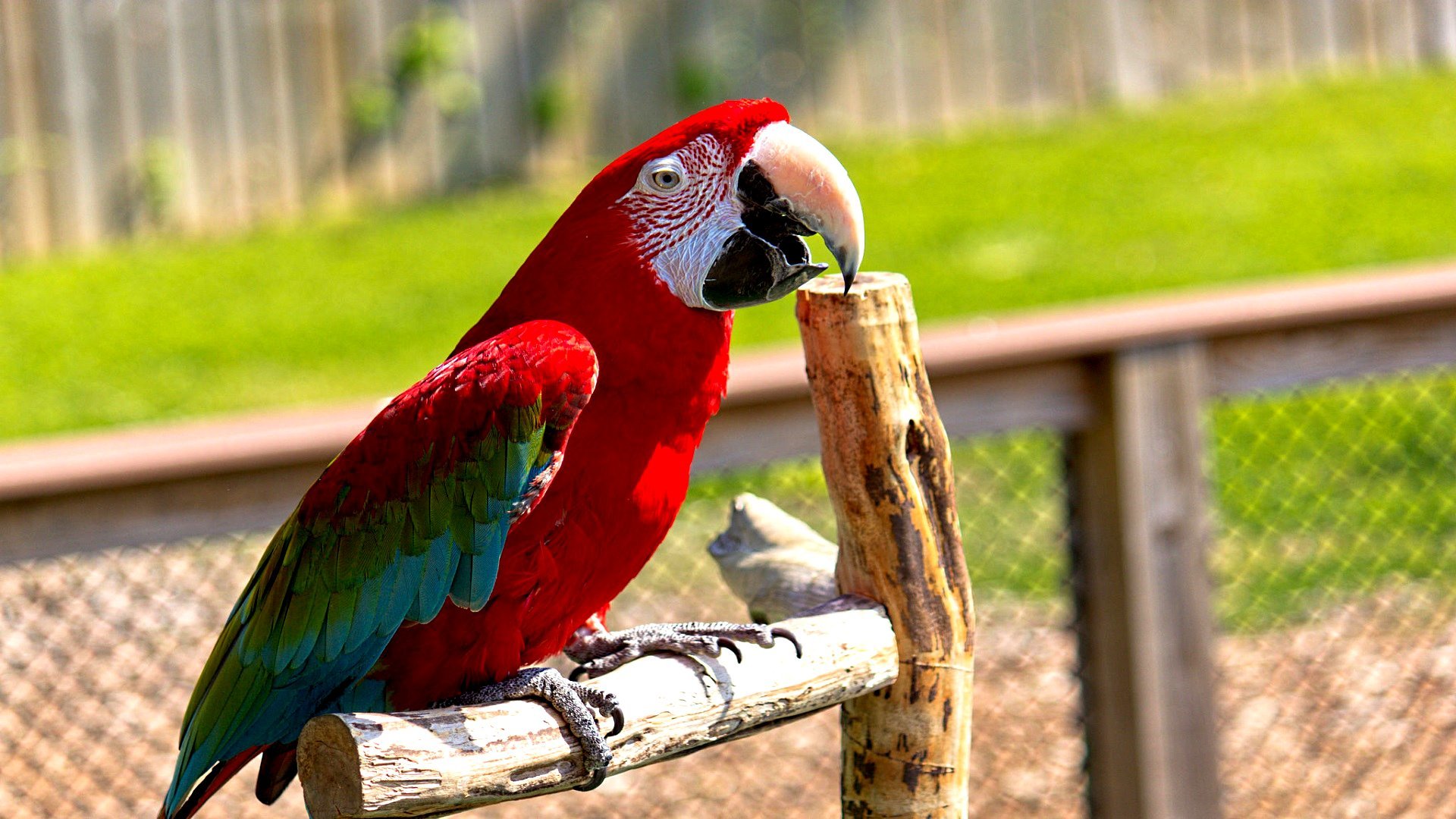 Free download Macaw background ID:46360 1080p for computer