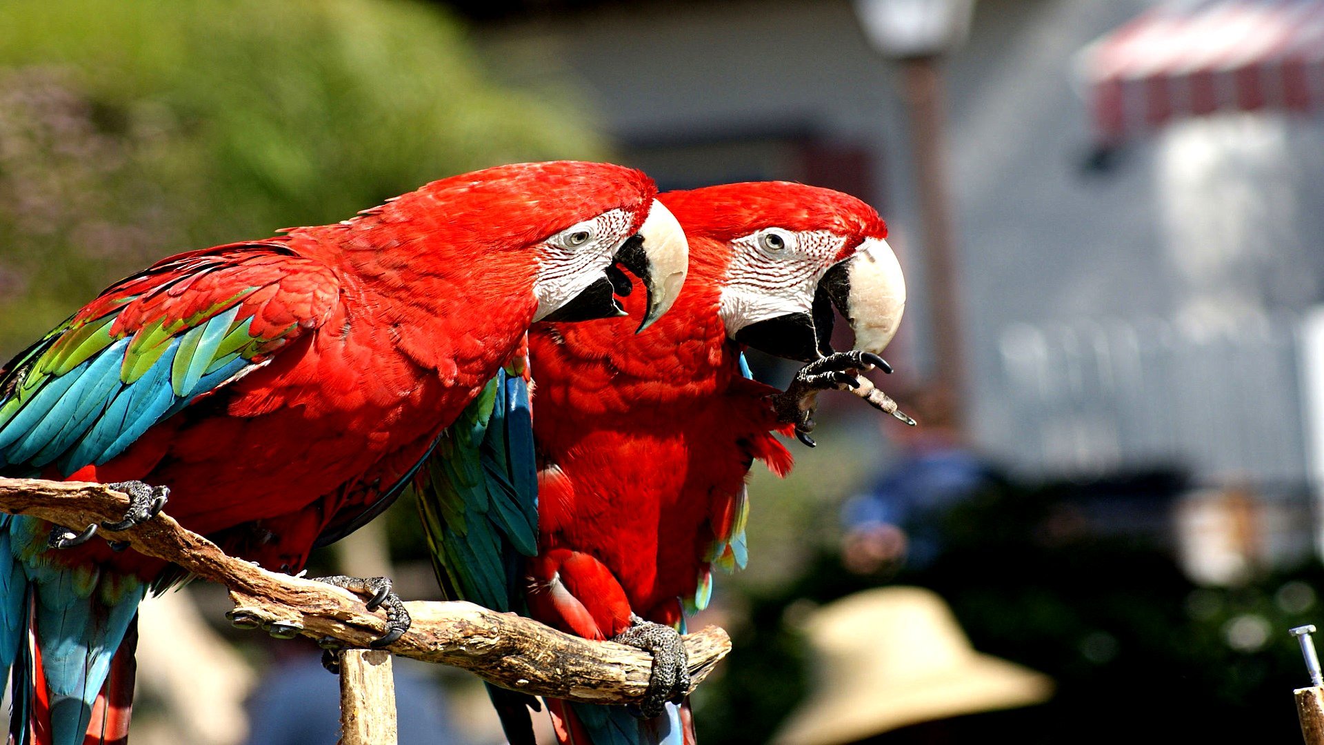 Free download Macaw background ID:46402 full hd 1080p for desktop