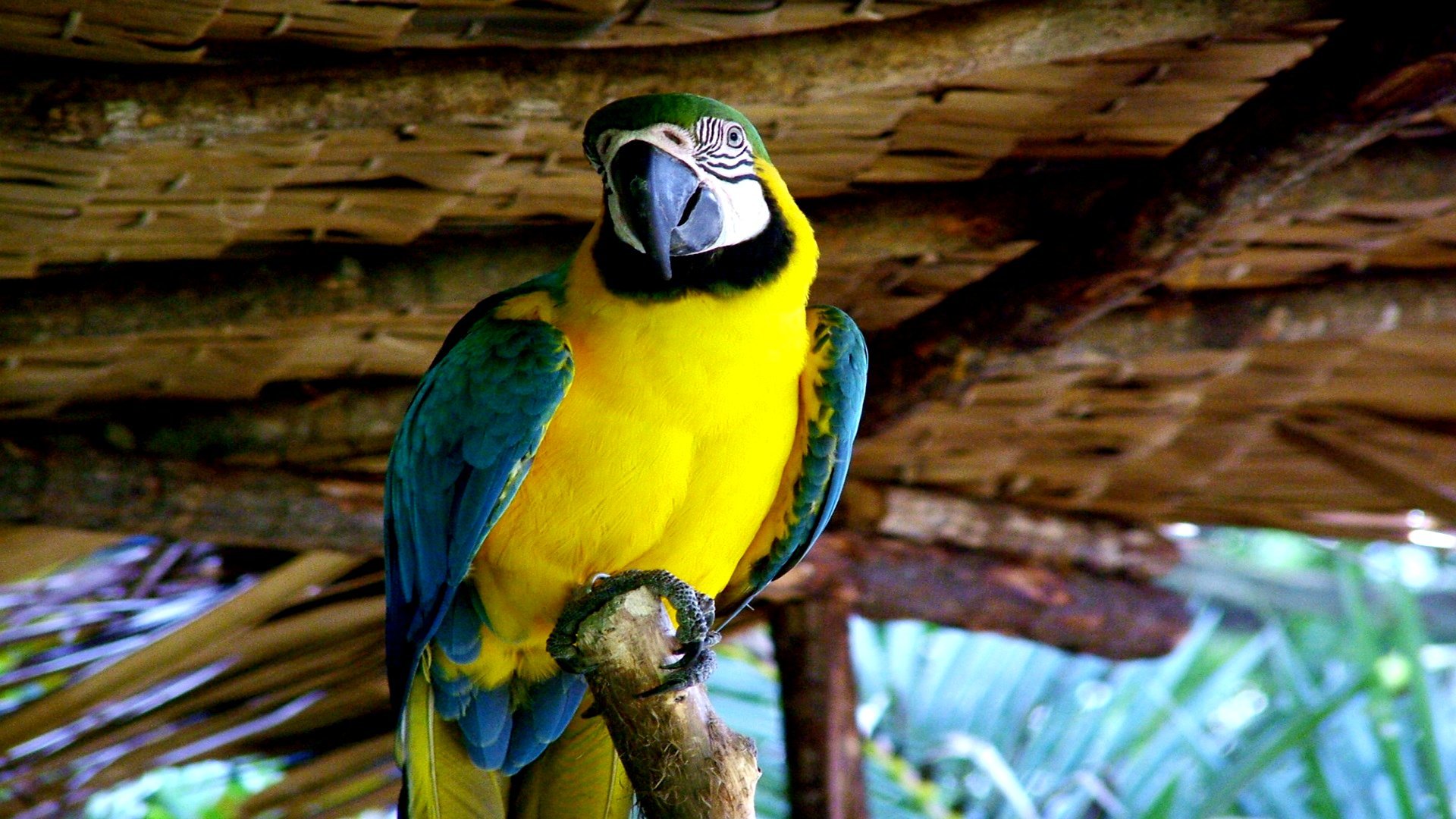 Free Macaw high quality wallpaper ID:46490 for full hd PC