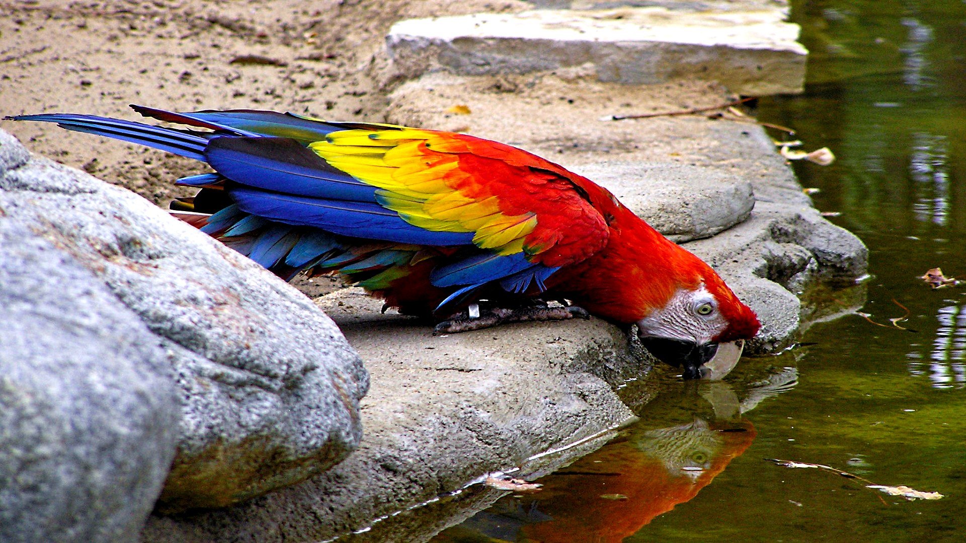 Free Macaw high quality wallpaper ID:46387 for hd 1080p desktop