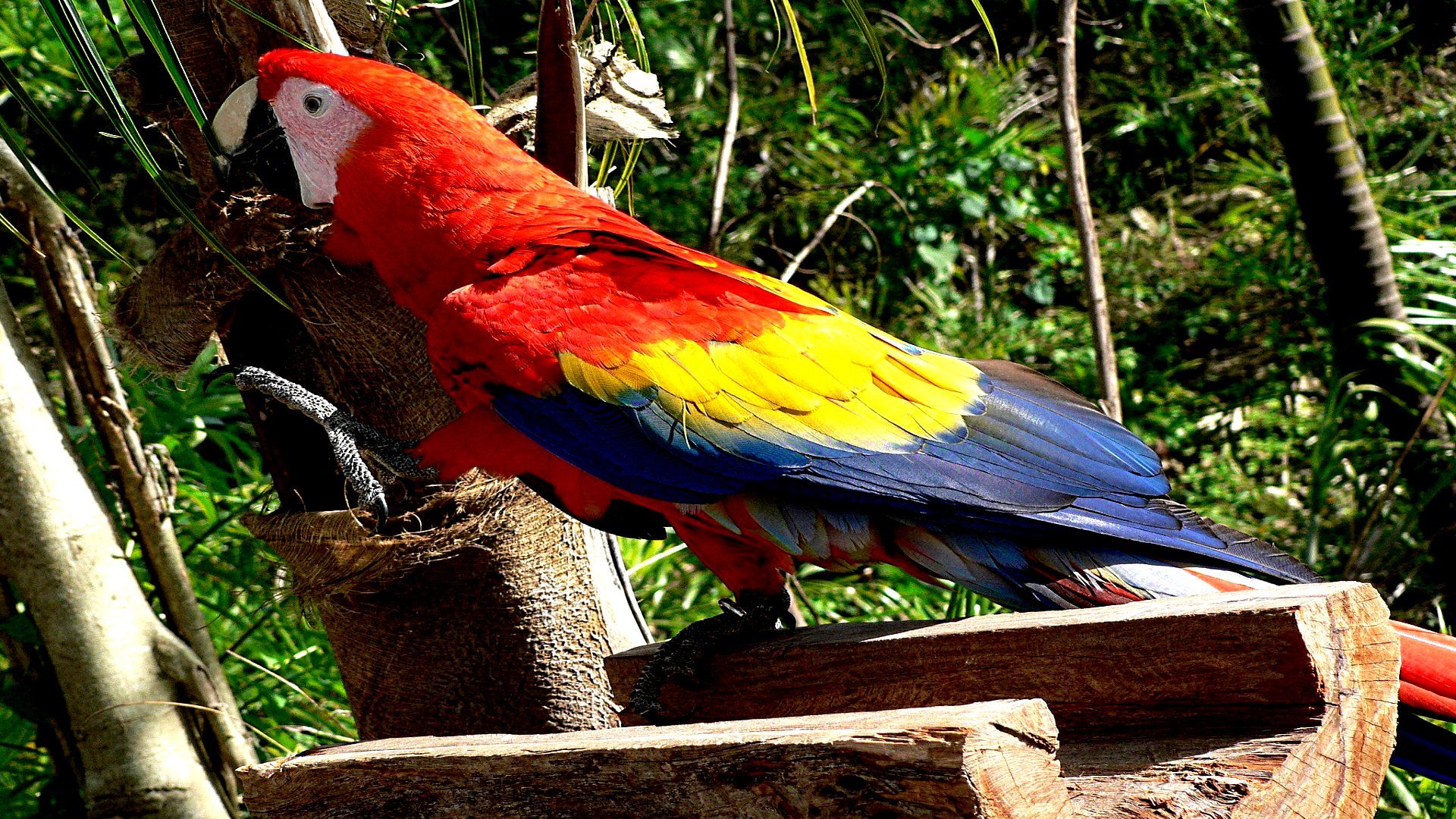 High resolution Macaw hd 1080p wallpaper ID:46398 for PC