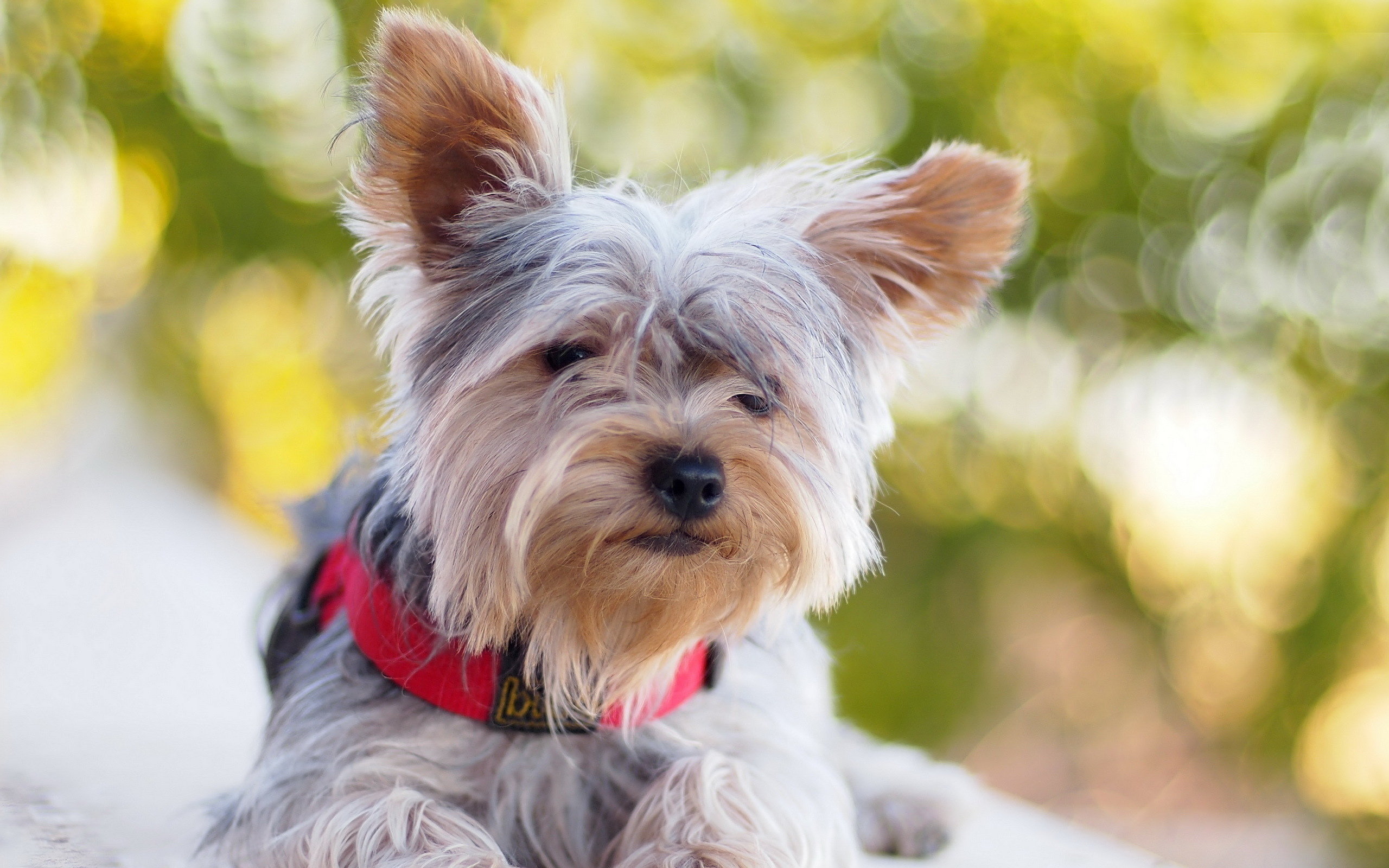 Awesome Yorkshire Terrier free background ID:110987 for hd 2560x1600 PC