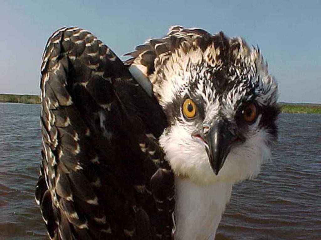 Best Osprey background ID:421656 for High Resolution hd 1024x768 computer