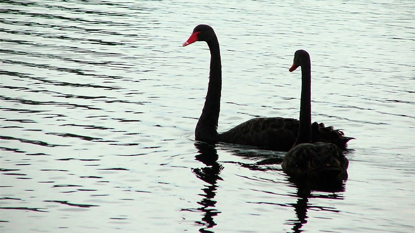 High resolution Black Swan hd 1366x768 background ID:378433 for PC
