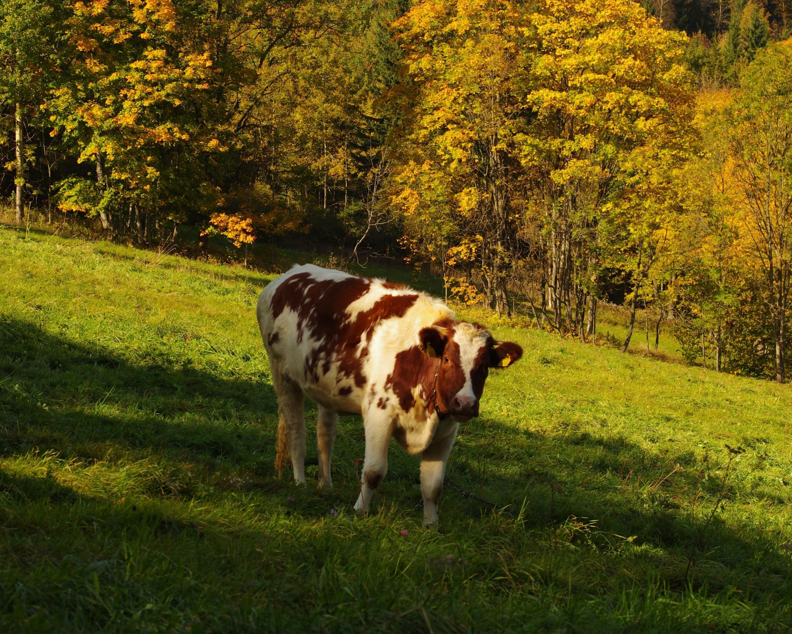 Free Cow high quality wallpaper ID:466914 for hd 2560x2048 computer