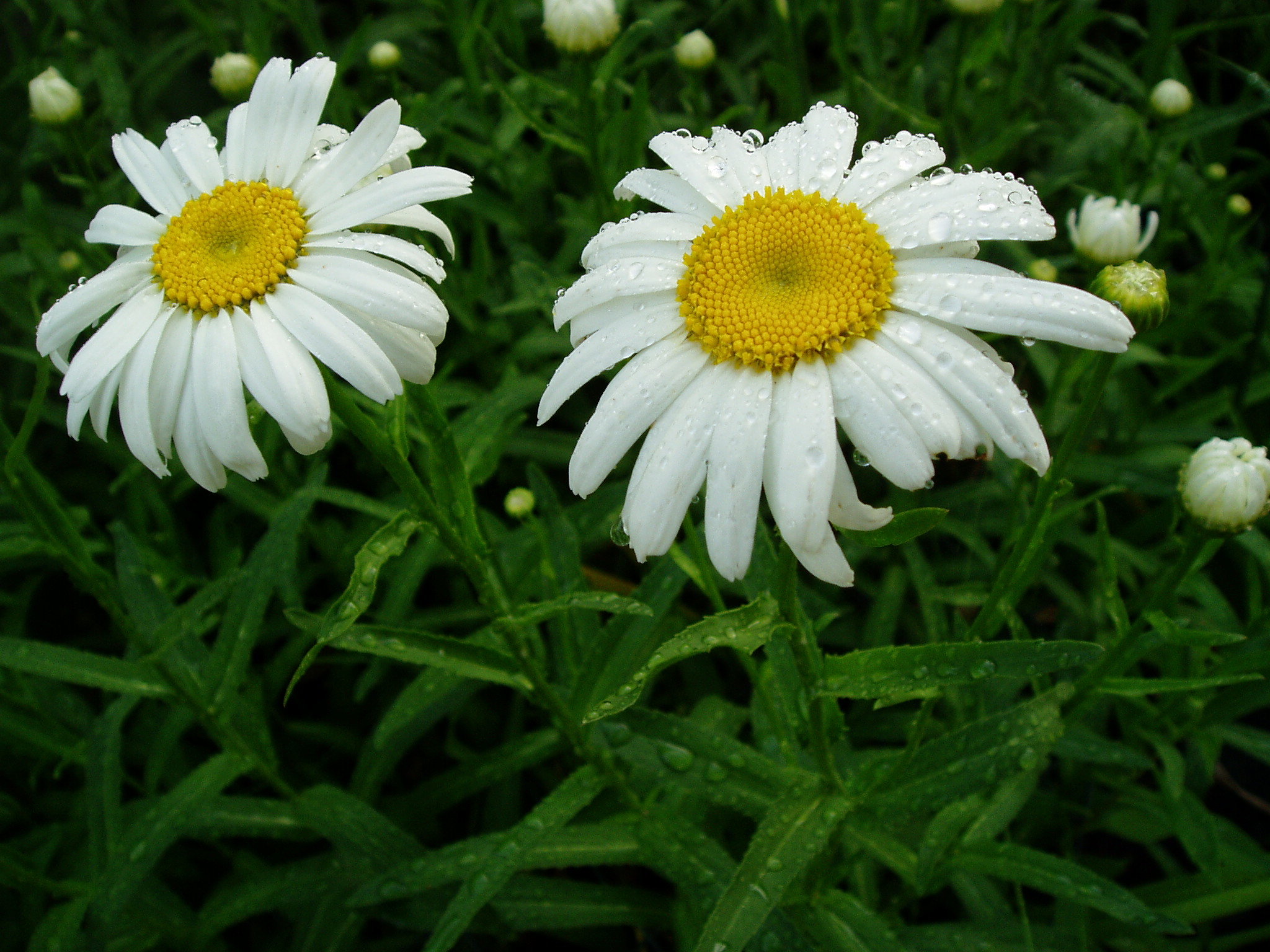 Free Daisy high quality background ID:363356 for hd 2048x1536 PC
