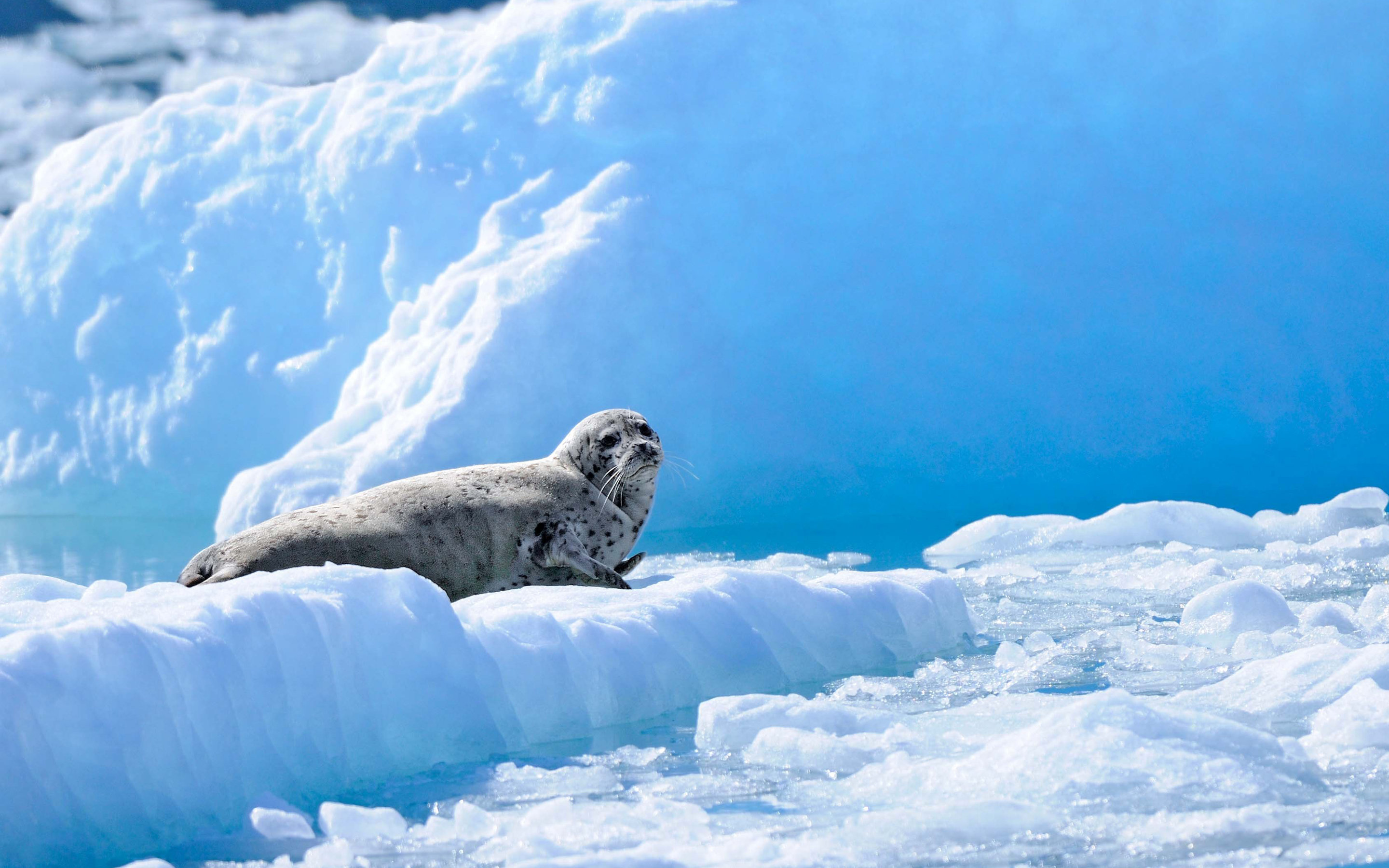 Best Seal wallpaper ID:183296 for High Resolution hd 2880x1800 computer