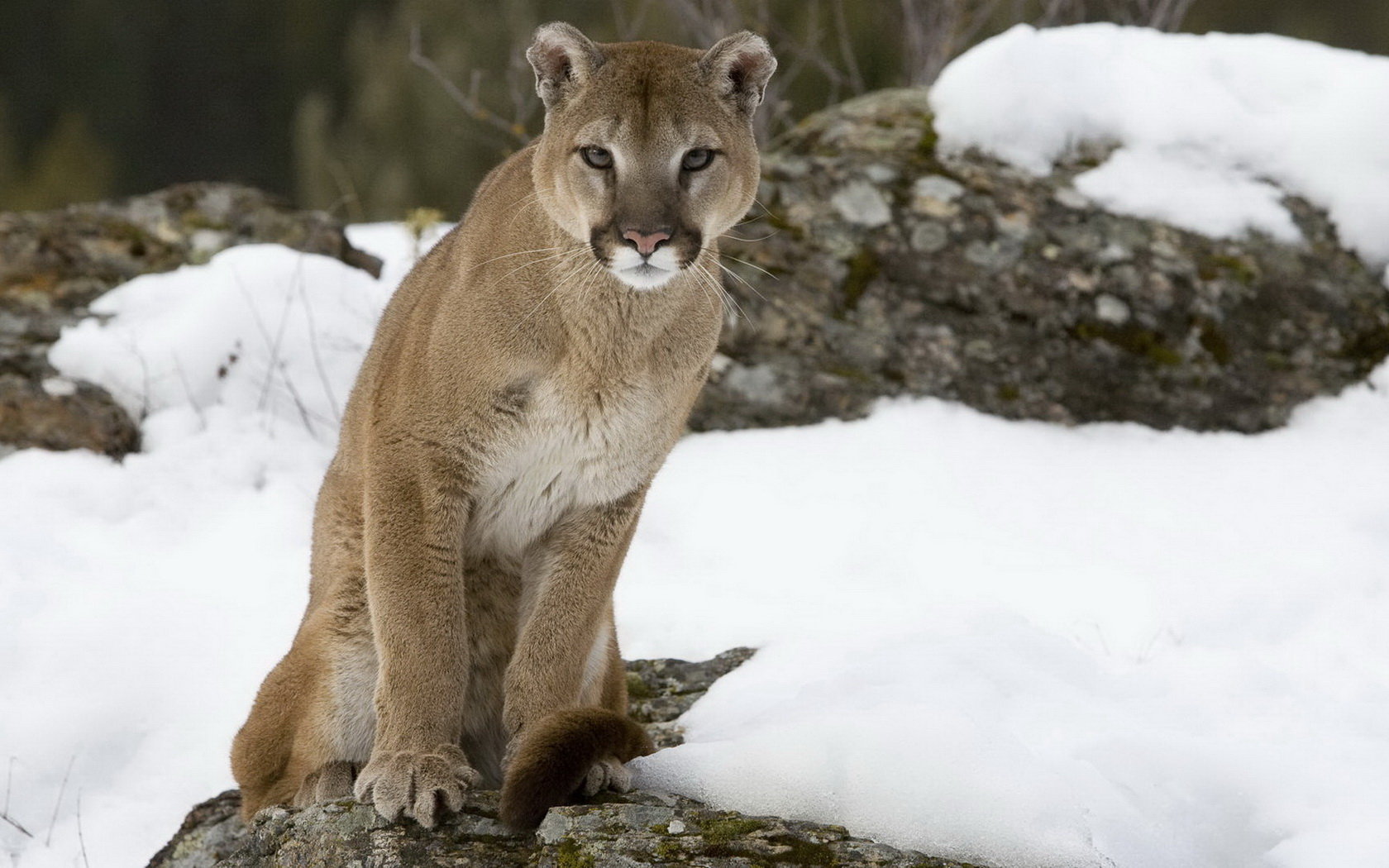 High resolution Cougar hd 1680x1050 wallpaper ID:81742 for PC