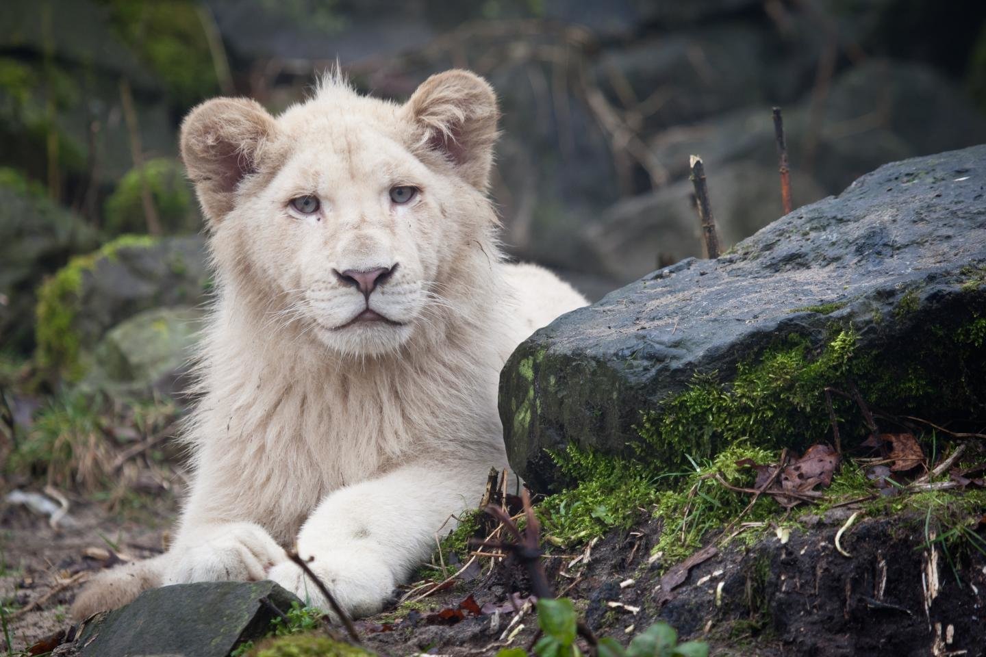 High resolution White Lion hd 1440x960 wallpaper ID:237713 for PC