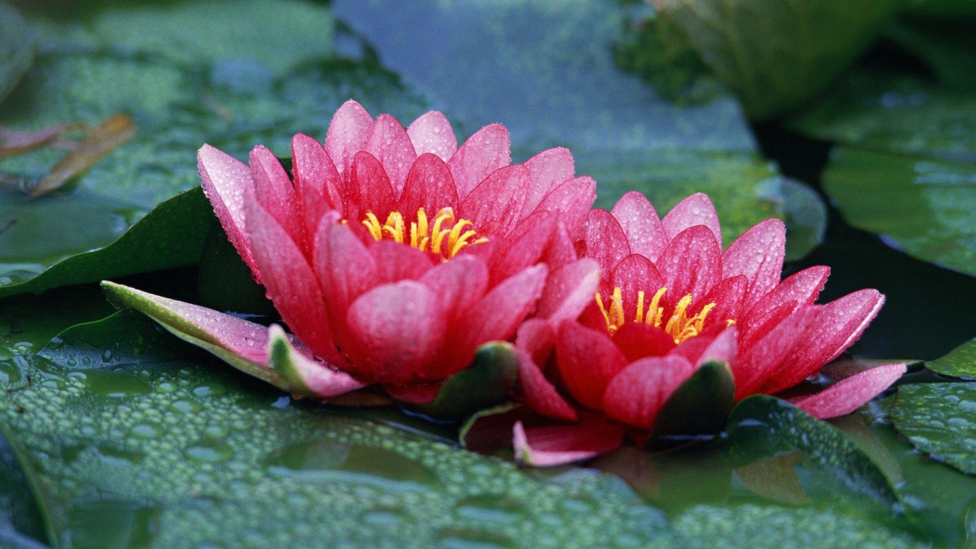 Best Lotus flower wallpaper ID:48417 for High Resolution hd 1080p desktop
