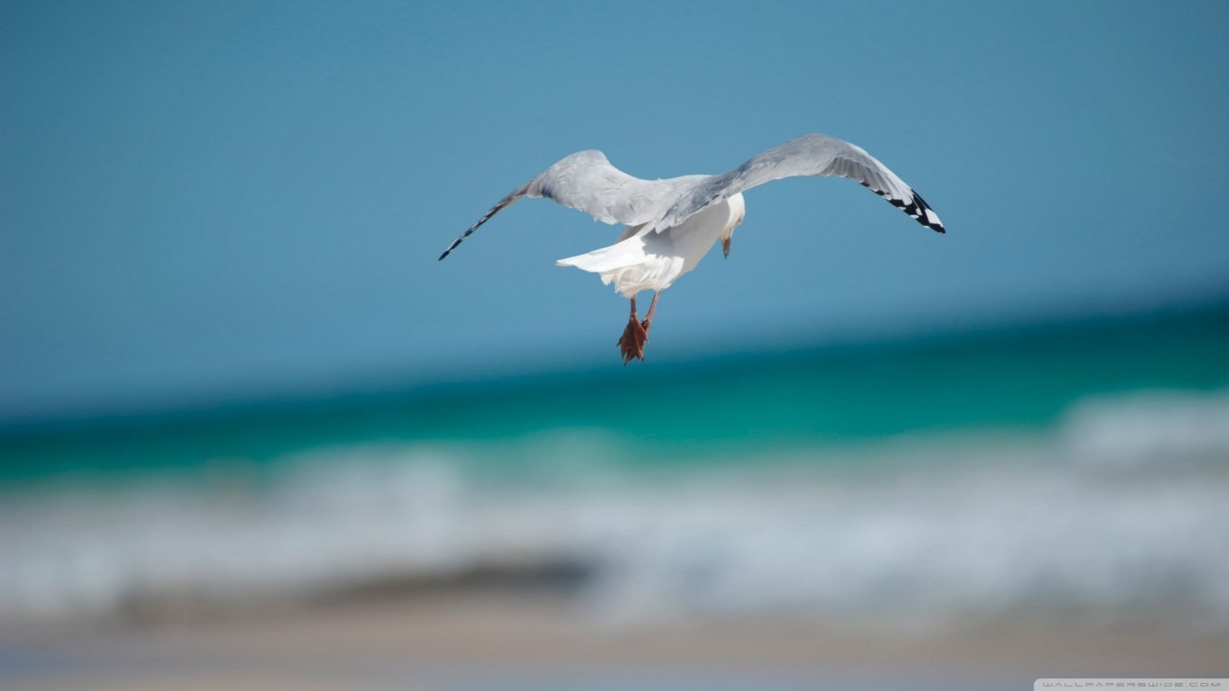 Awesome Seagull free wallpaper ID:66966 for 1366x768 laptop desktop